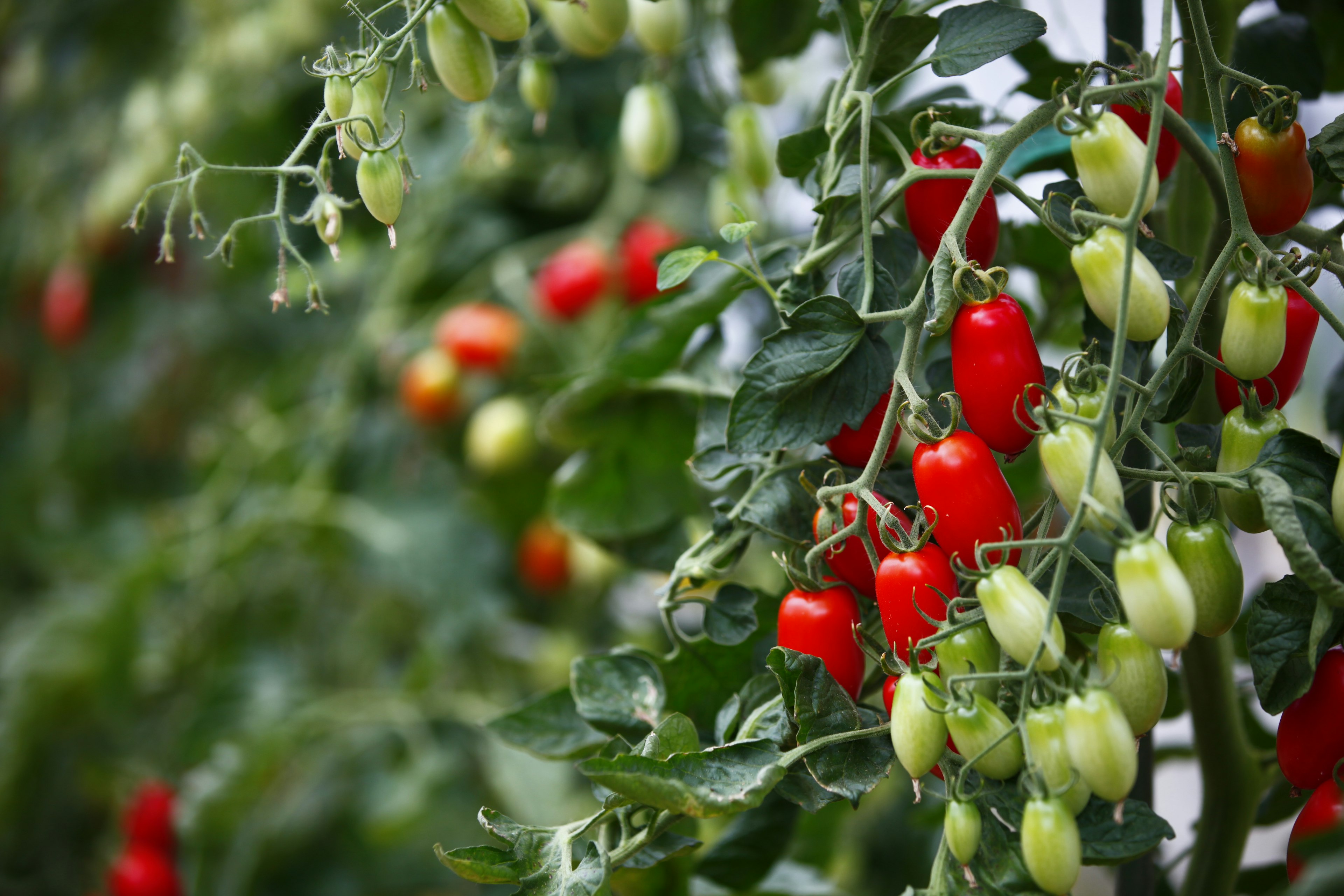 Close-up of tomato branches with red and green tomatoes