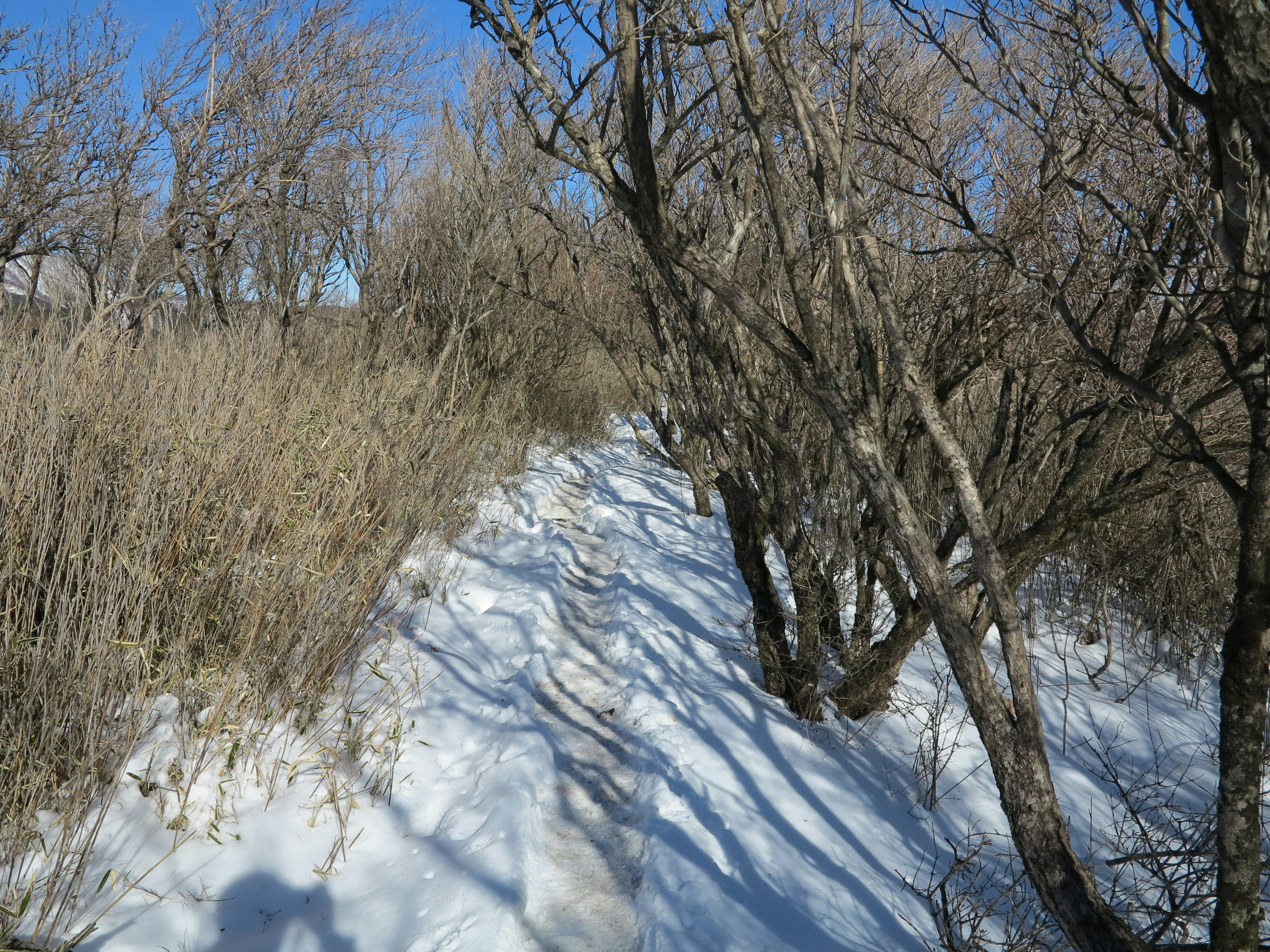 Snow-covered pathway with tree shadows in a winter landscape