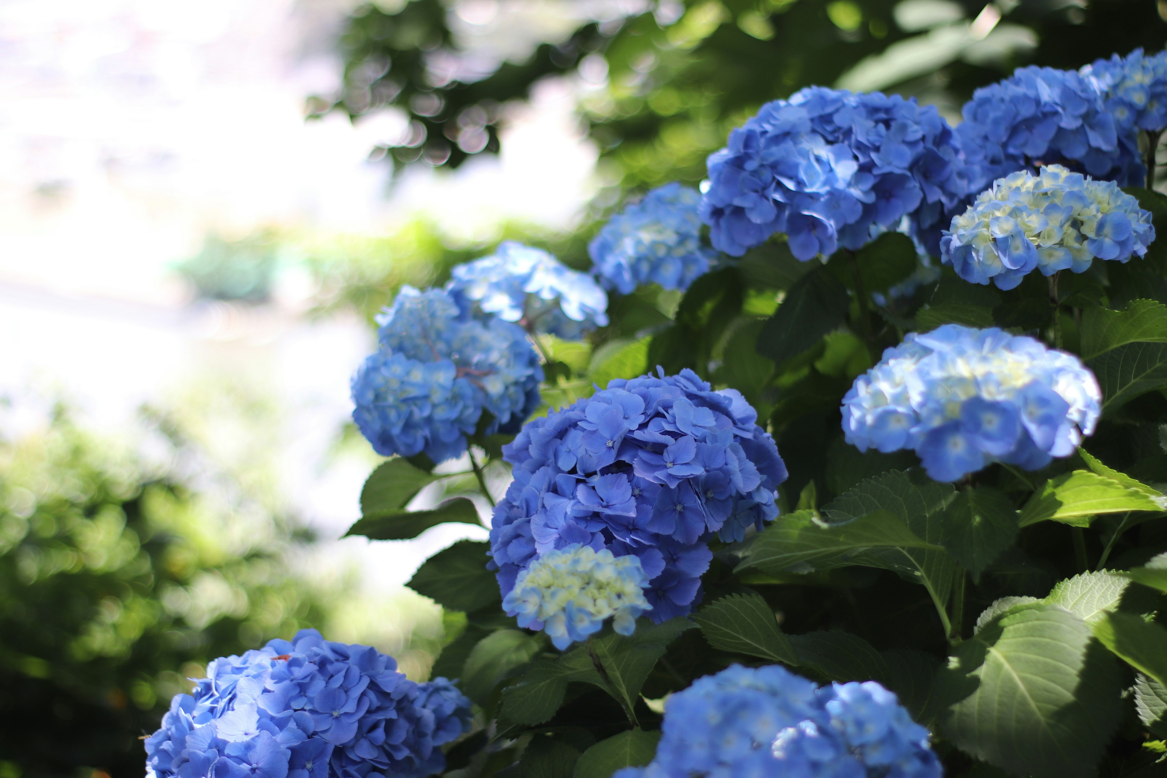 Eine Gruppe lebhaft blauer Hortensienblüten in einem Garten