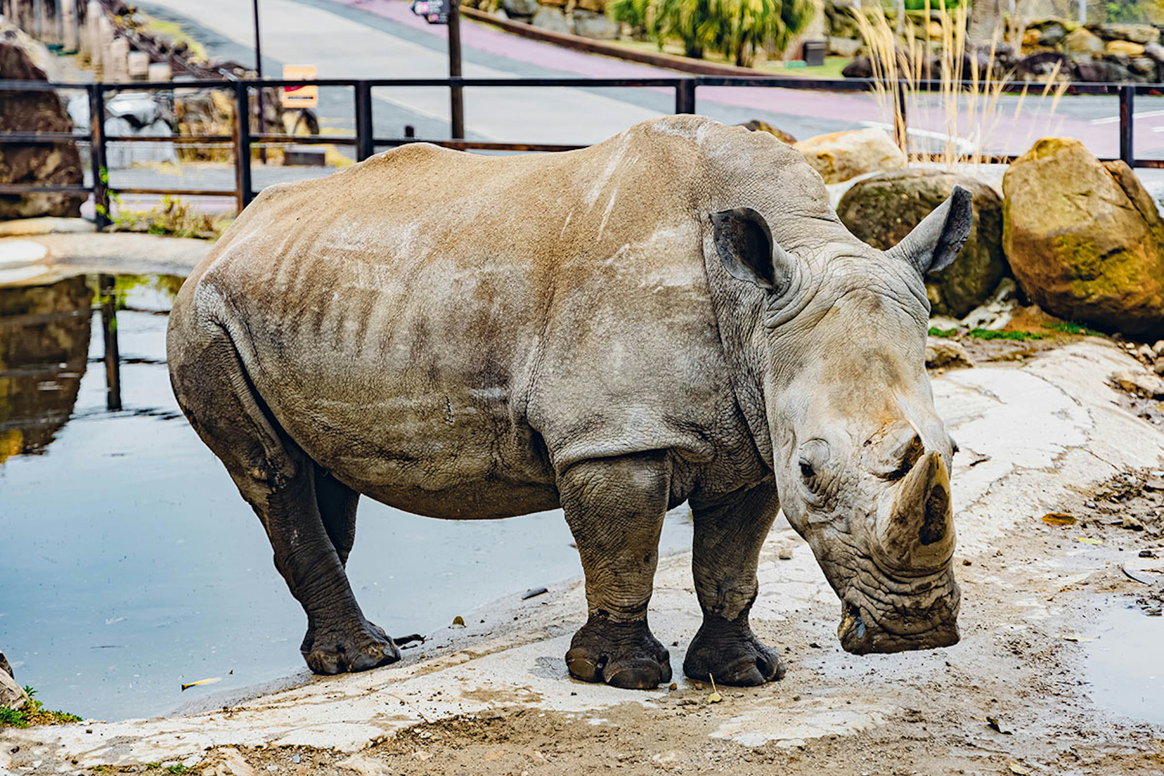 Un rinoceronte che si trova vicino a uno stagno in un ambiente di savana