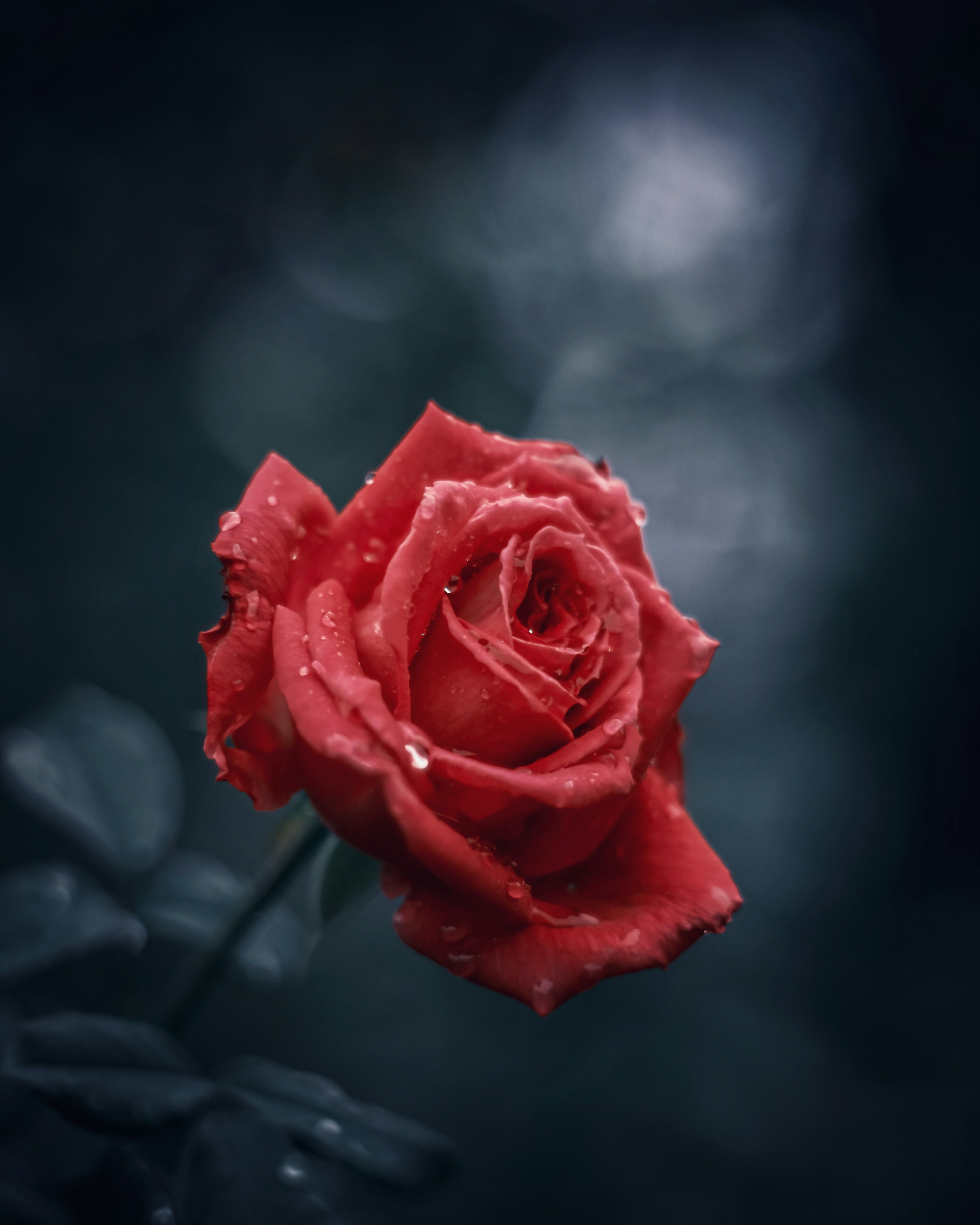 rosa roja vibrante con gotas sobre fondo oscuro