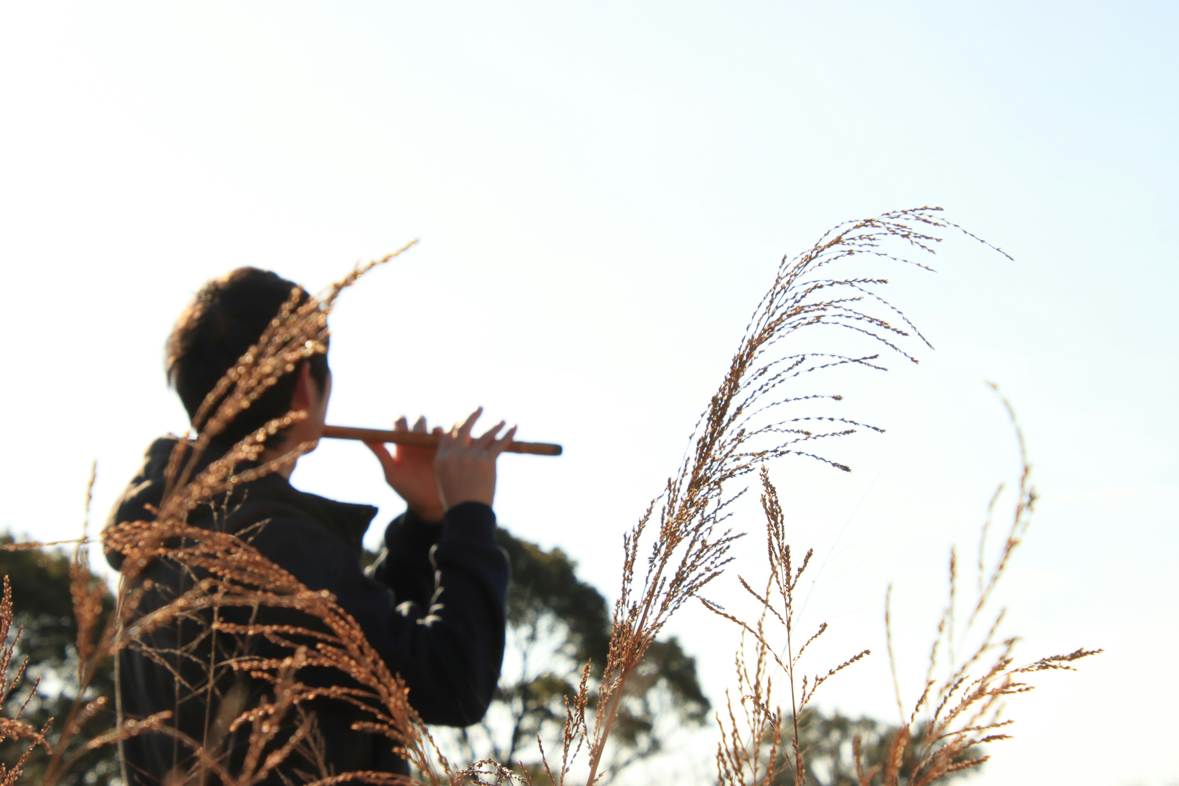 Silhouette of a person playing a flute among tall grass