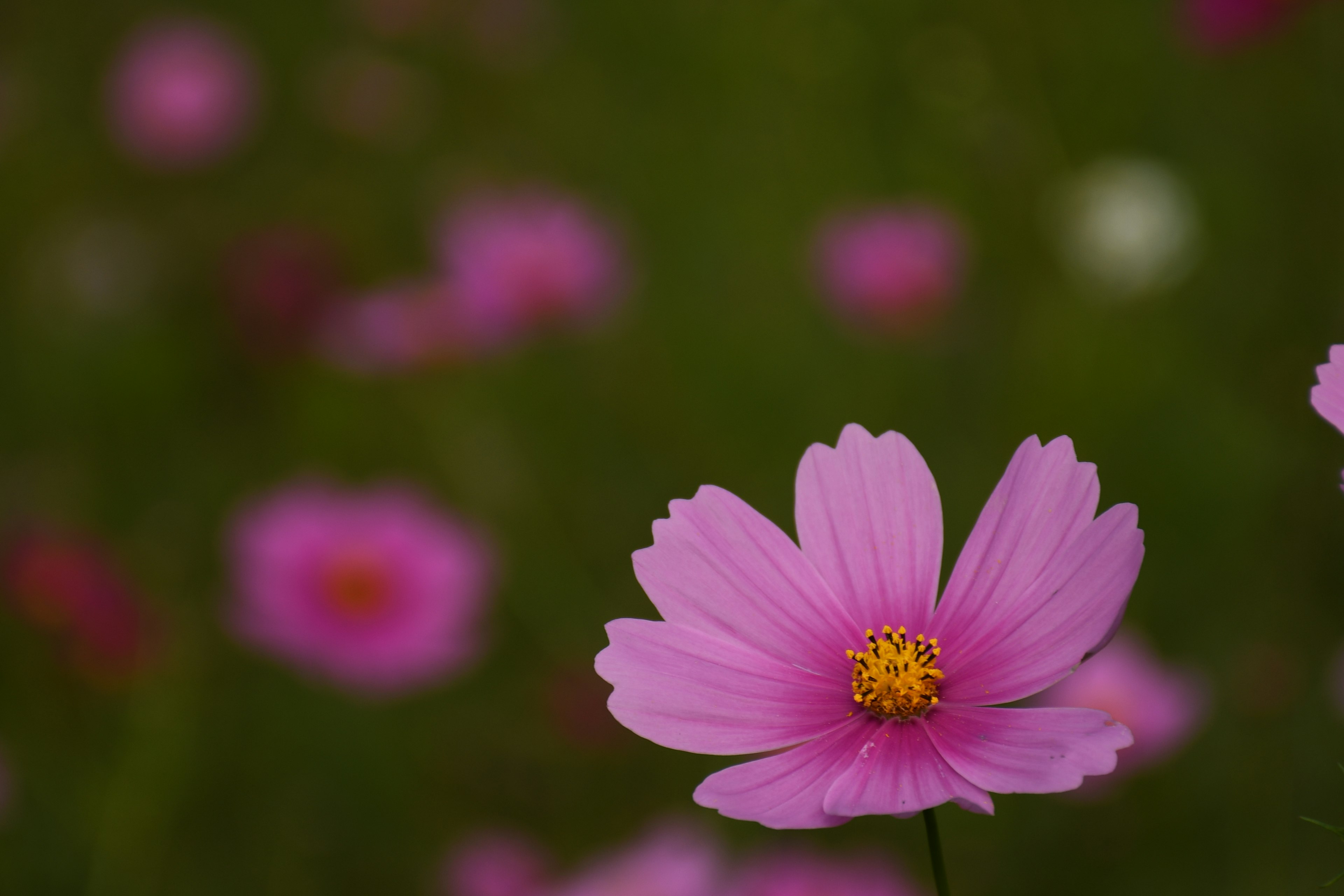 Un fiore rosa in primo piano con fiori sfocati sullo sfondo