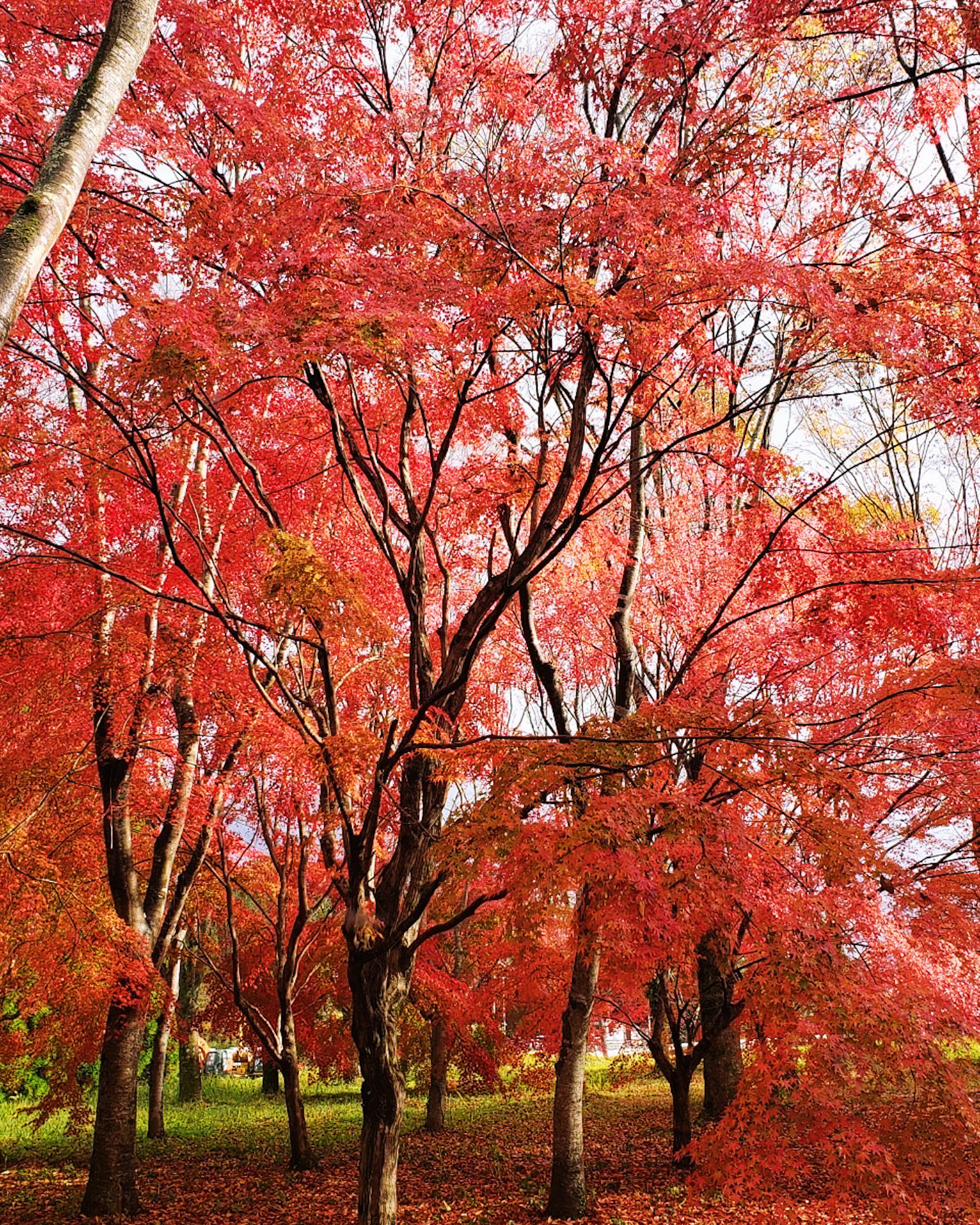 美麗的秋季景觀，樹木覆蓋著鮮豔的紅葉