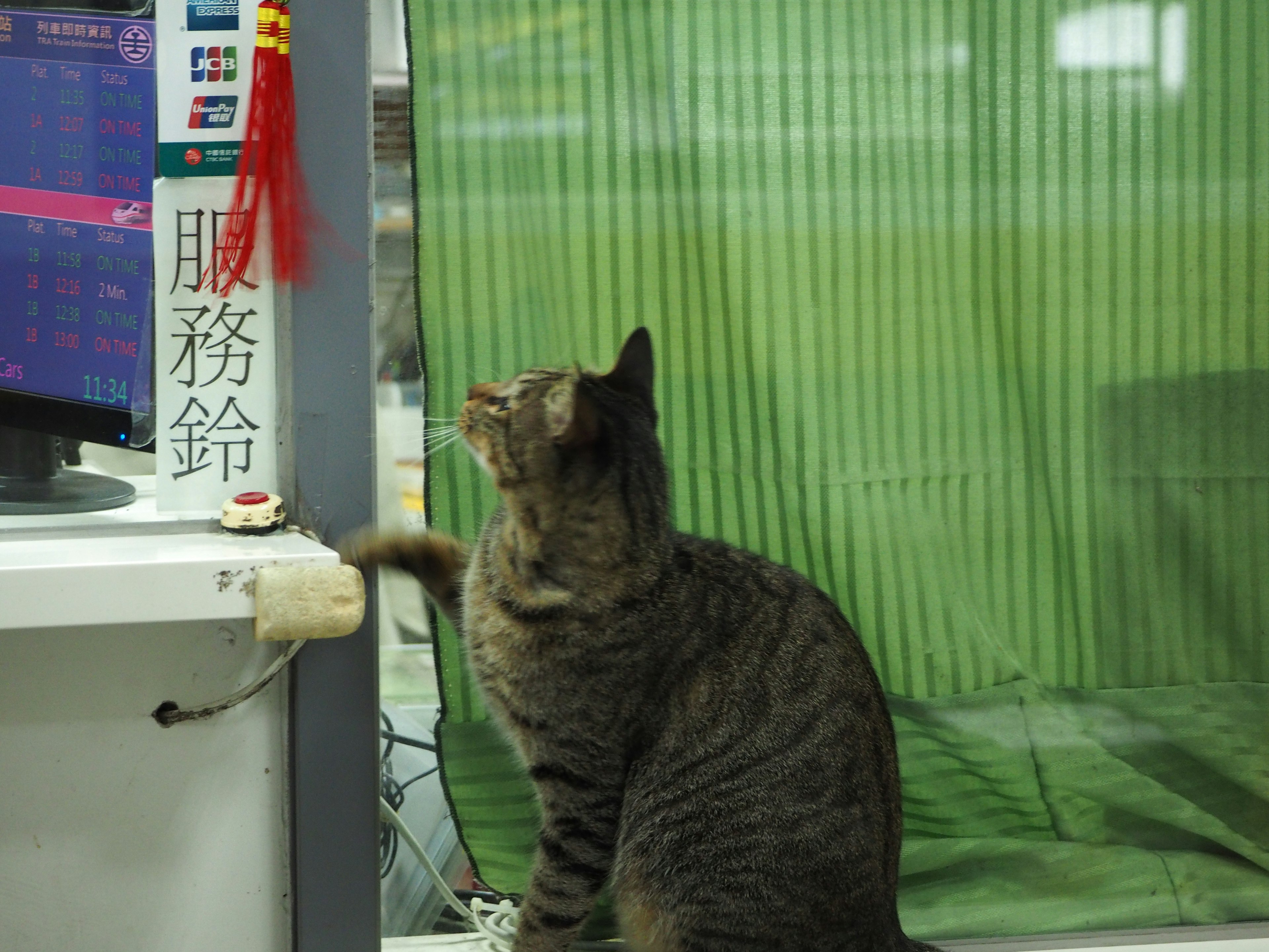 猫が緑のカーテンの前にいてモニターを見上げている