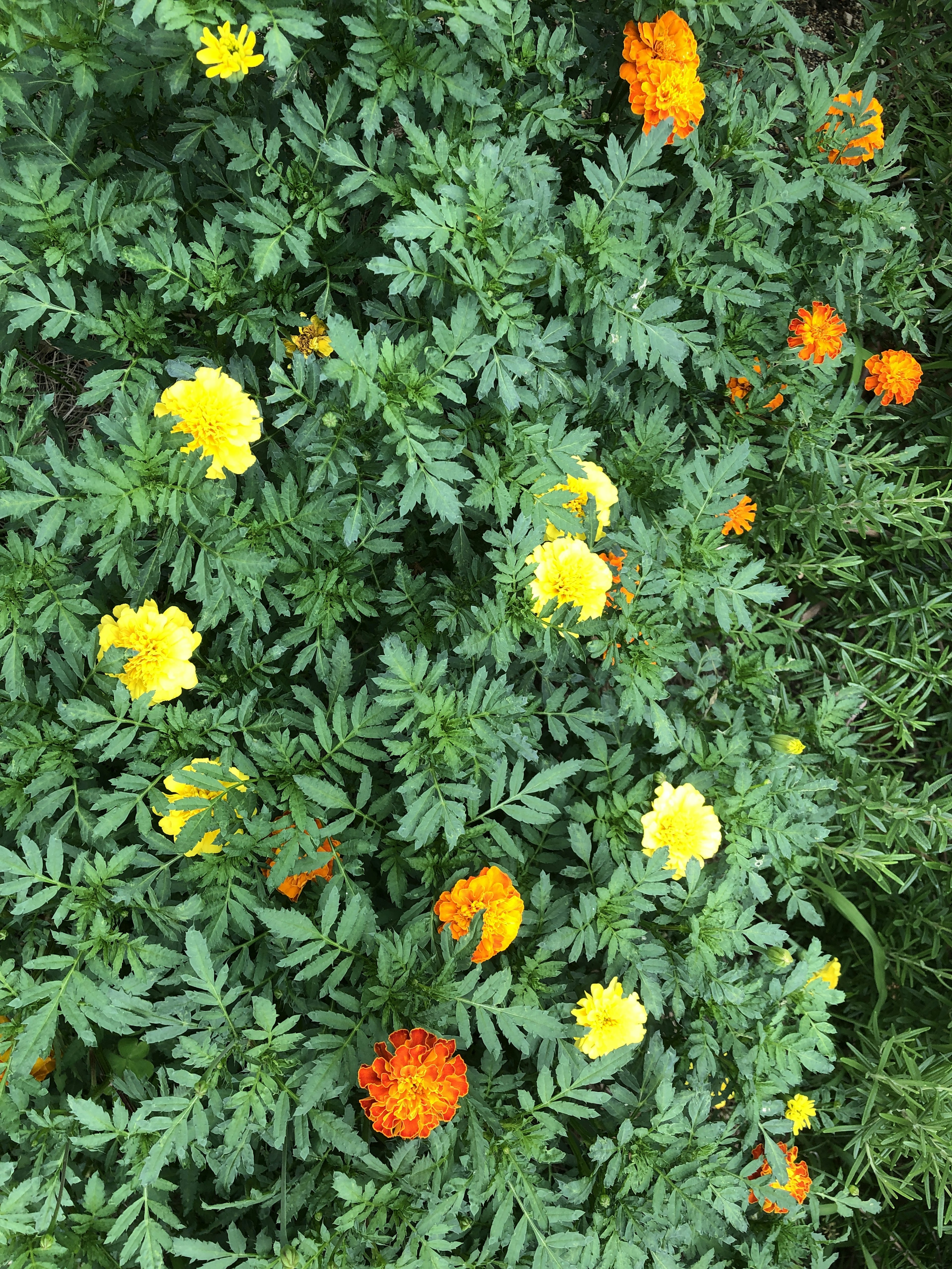 Vibrant marigold flowers surrounded by green leaves