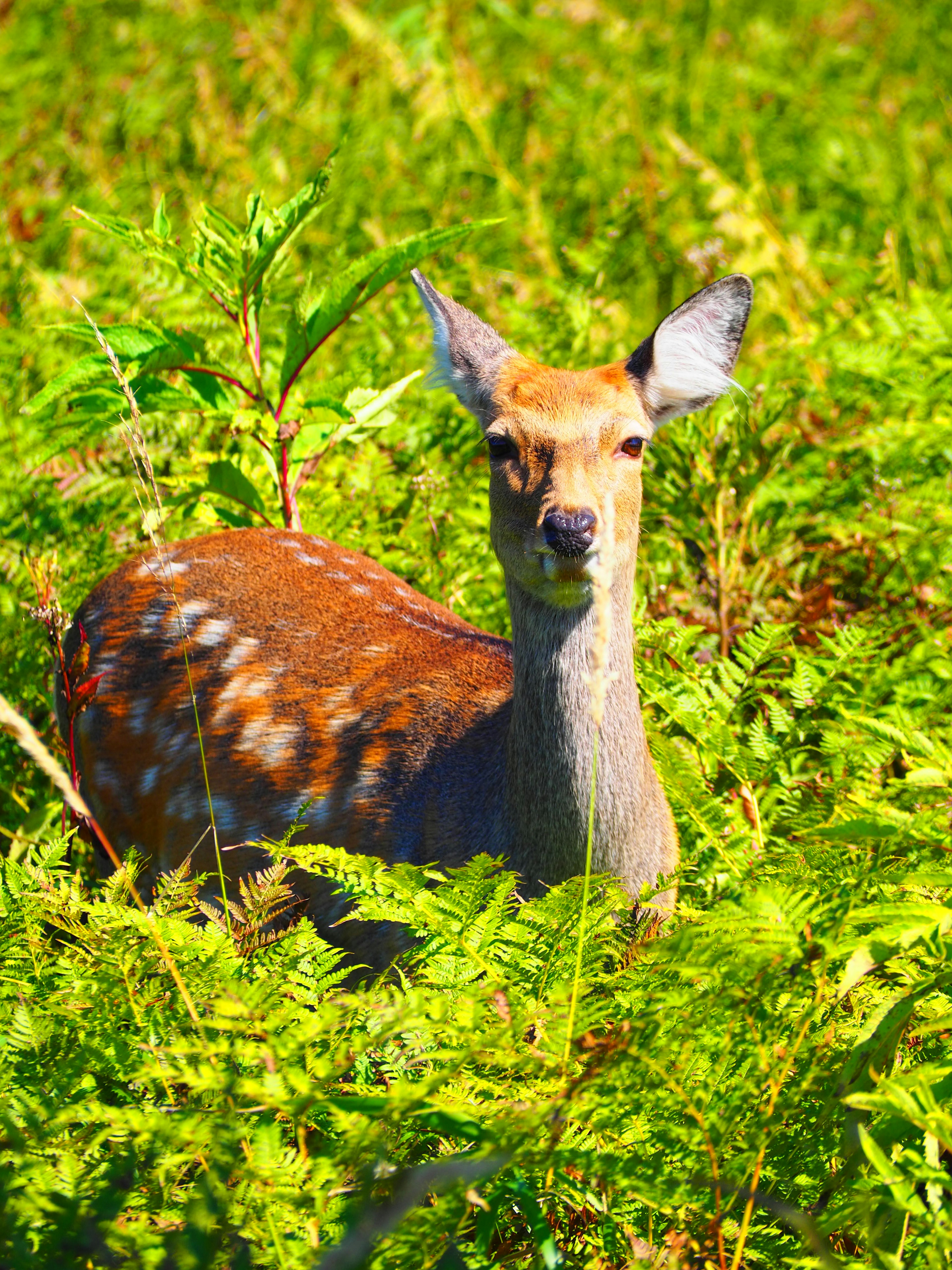 A small deer standing among lush green ferns