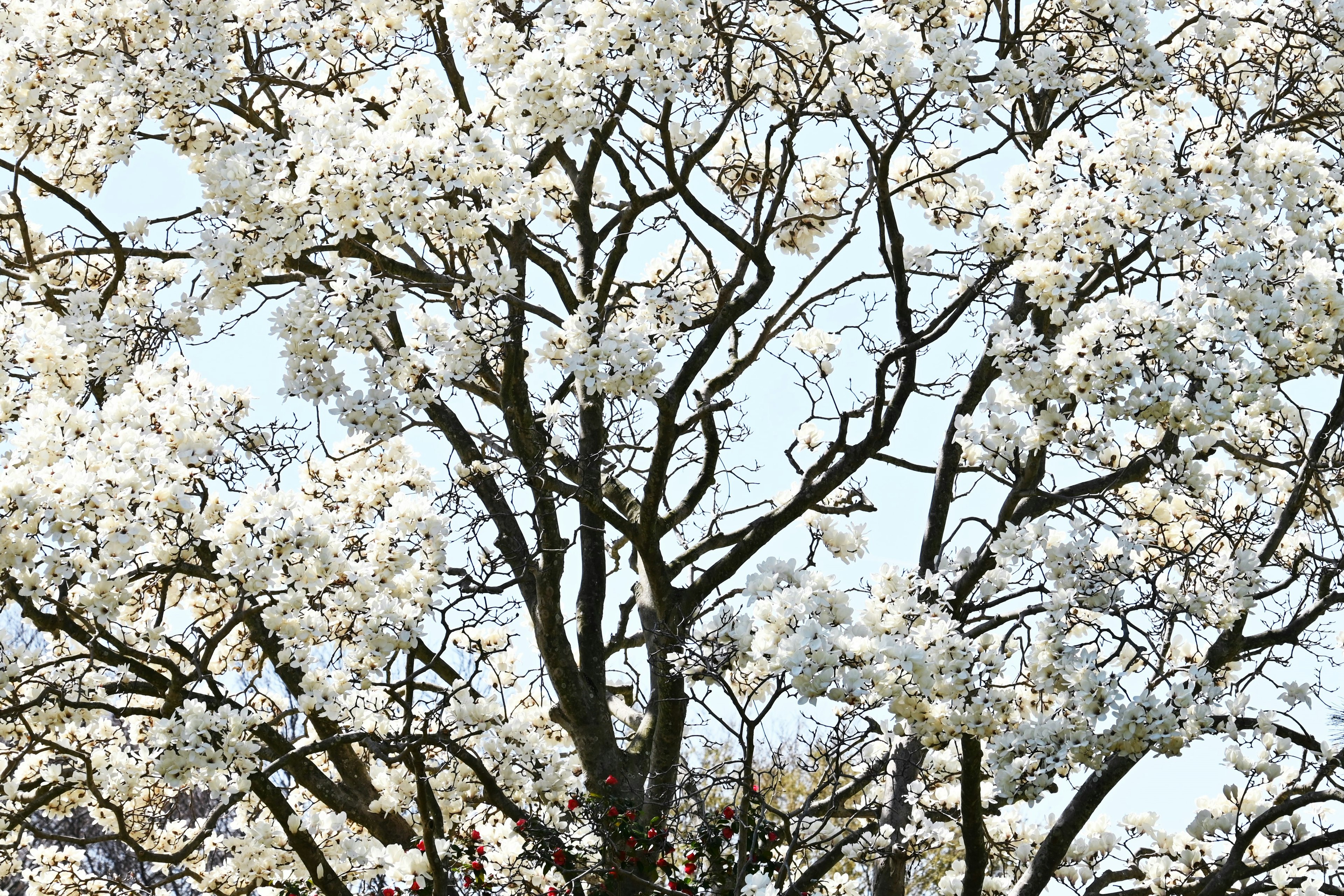 Nahaufnahme eines Baumes mit weißen Blüten