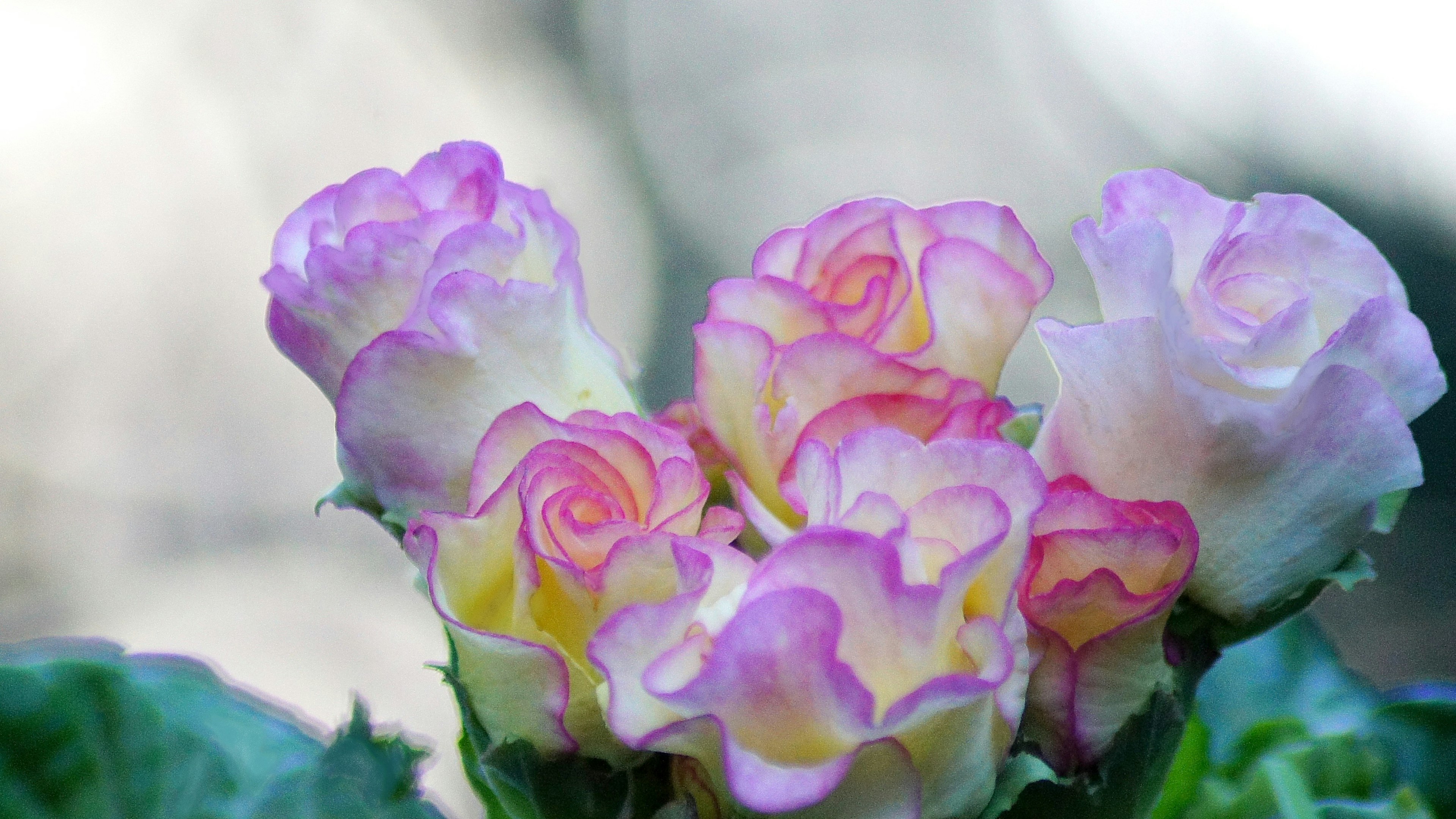 Ein schöner Strauß aus rosa und cremefarbenen Rosen