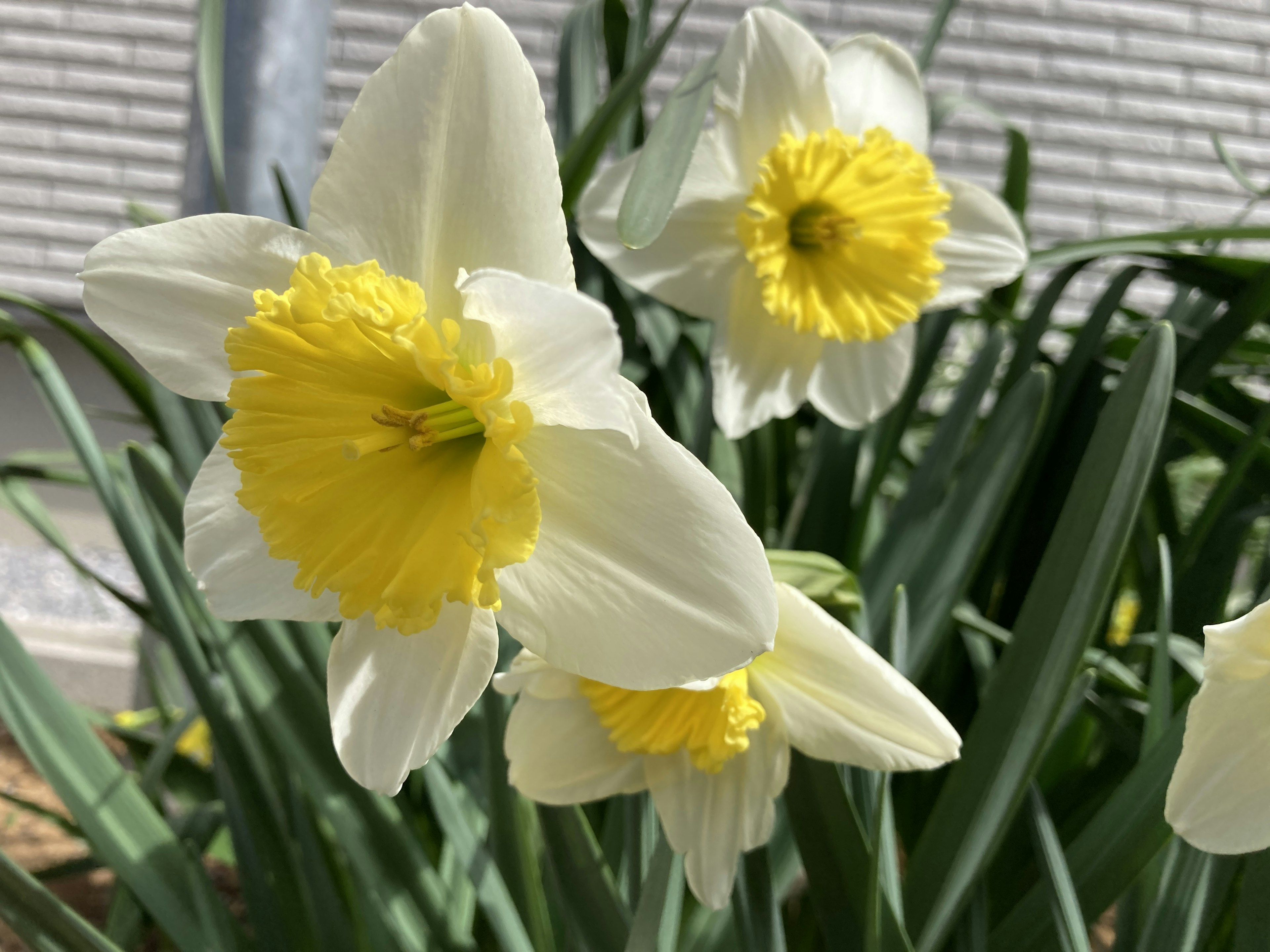 Bunga daffodil putih mekar dengan pusat kuning