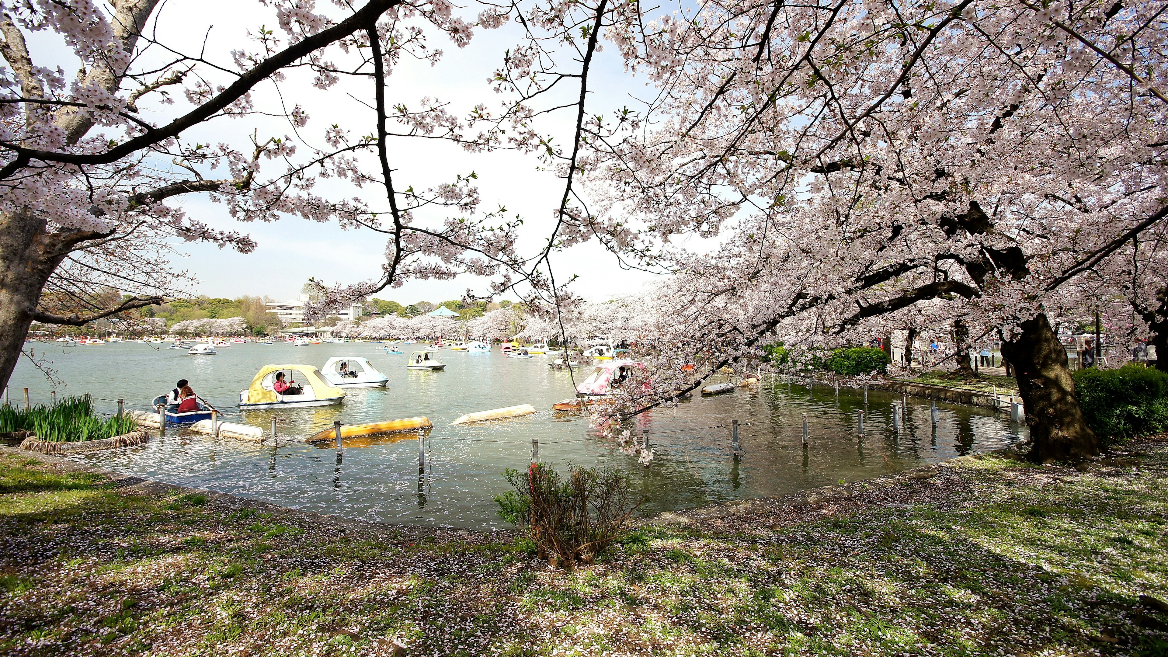 Scène tranquille d'un lac avec des cerisiers en fleurs et des bateaux