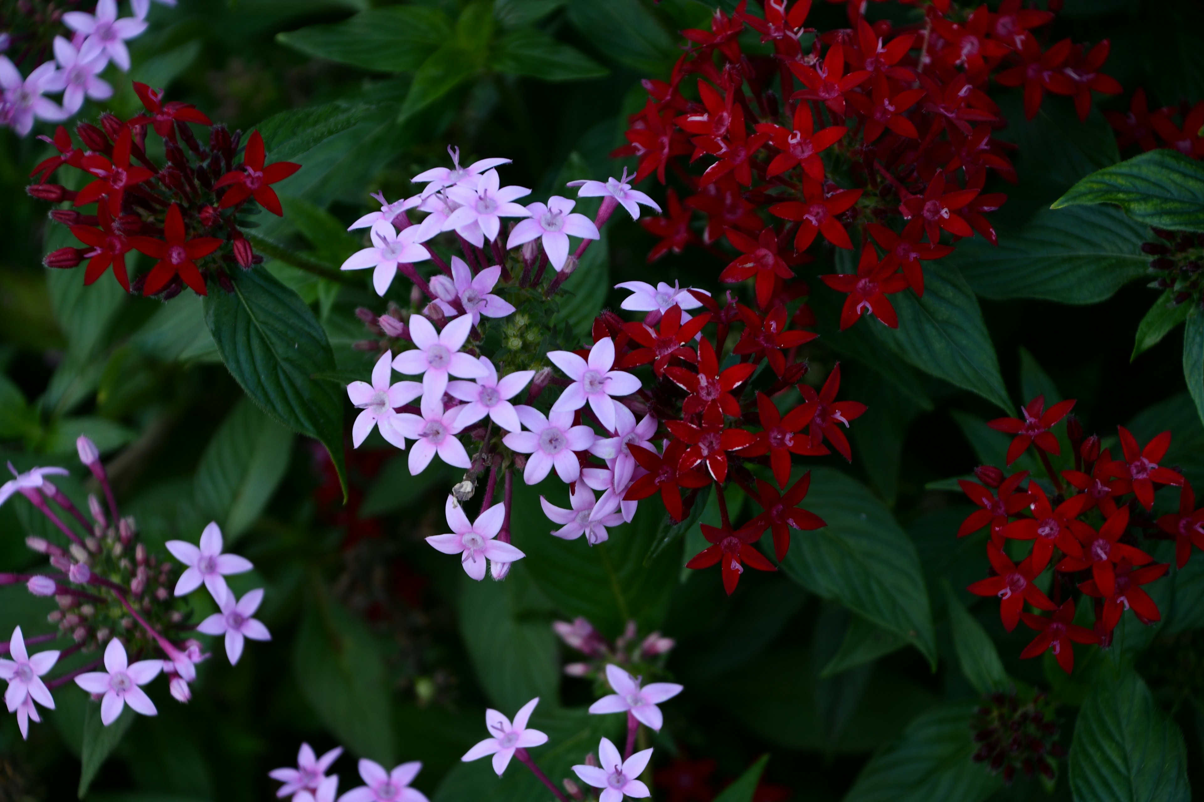 美丽的花园场景，红色和粉色的花