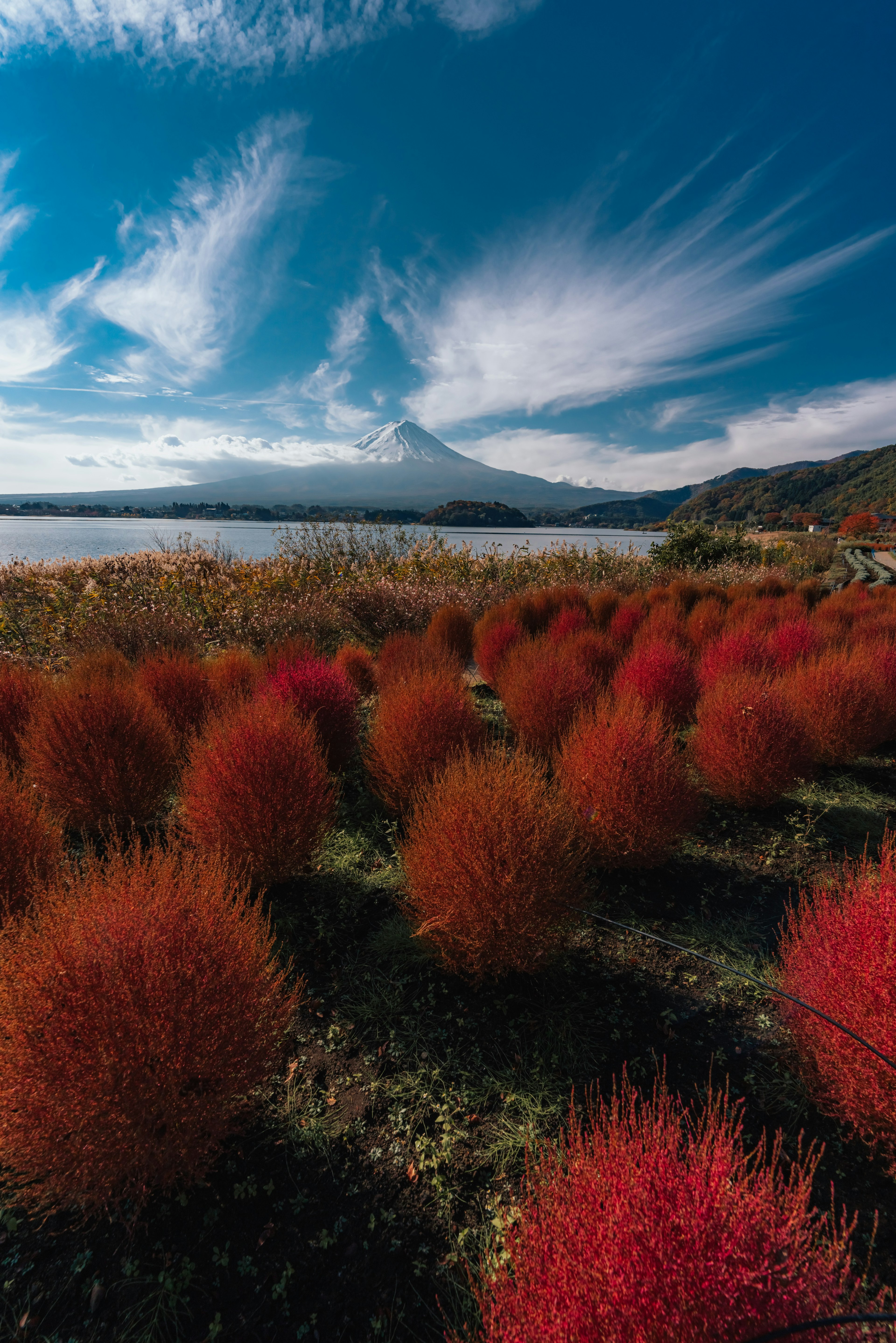 Landscape with red plants in the foreground and Mount Fuji in the background