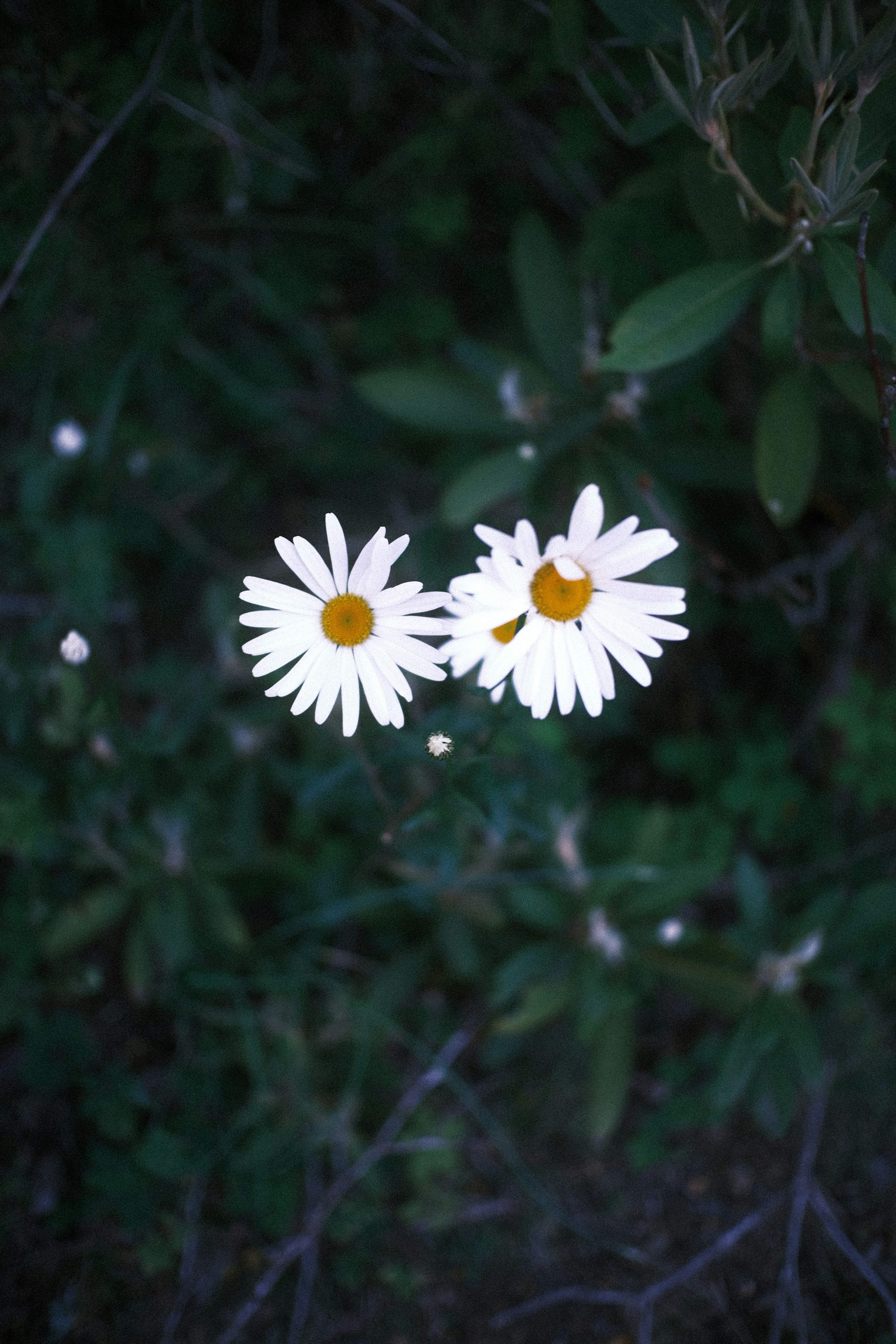 白い花が緑の背景に映える