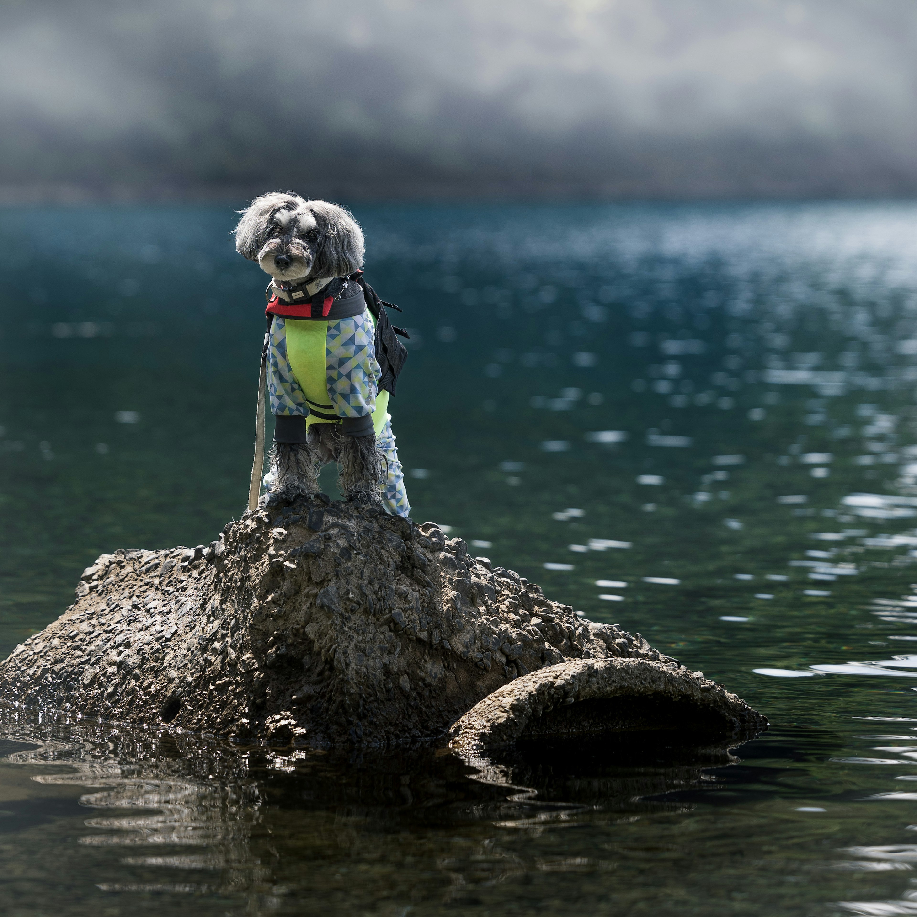 Perro de pie sobre una roca junto al agua con un chaleco salvavidas amarillo