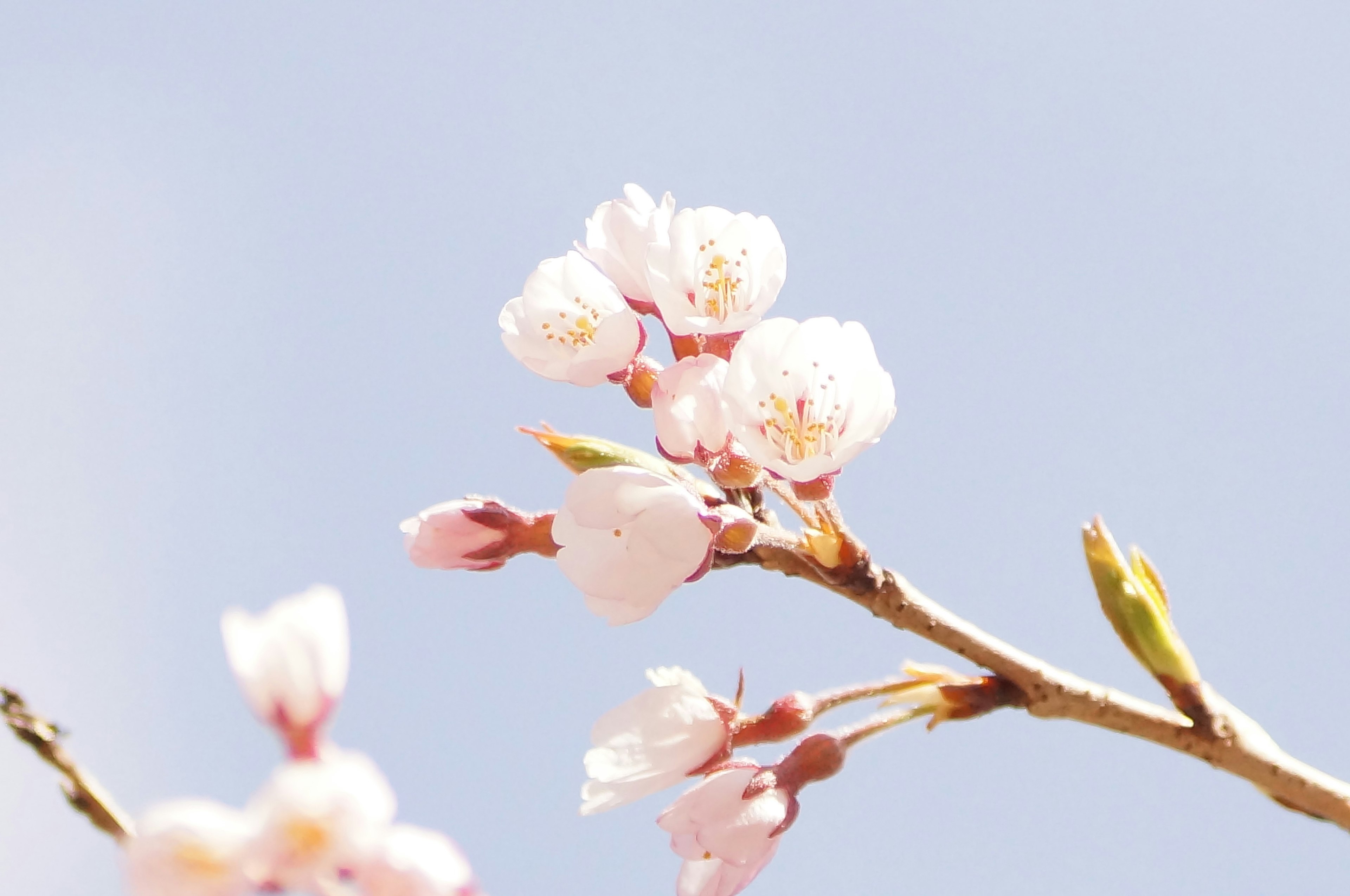 Close-up of cherry blossom flowers on a branch against a blue sky