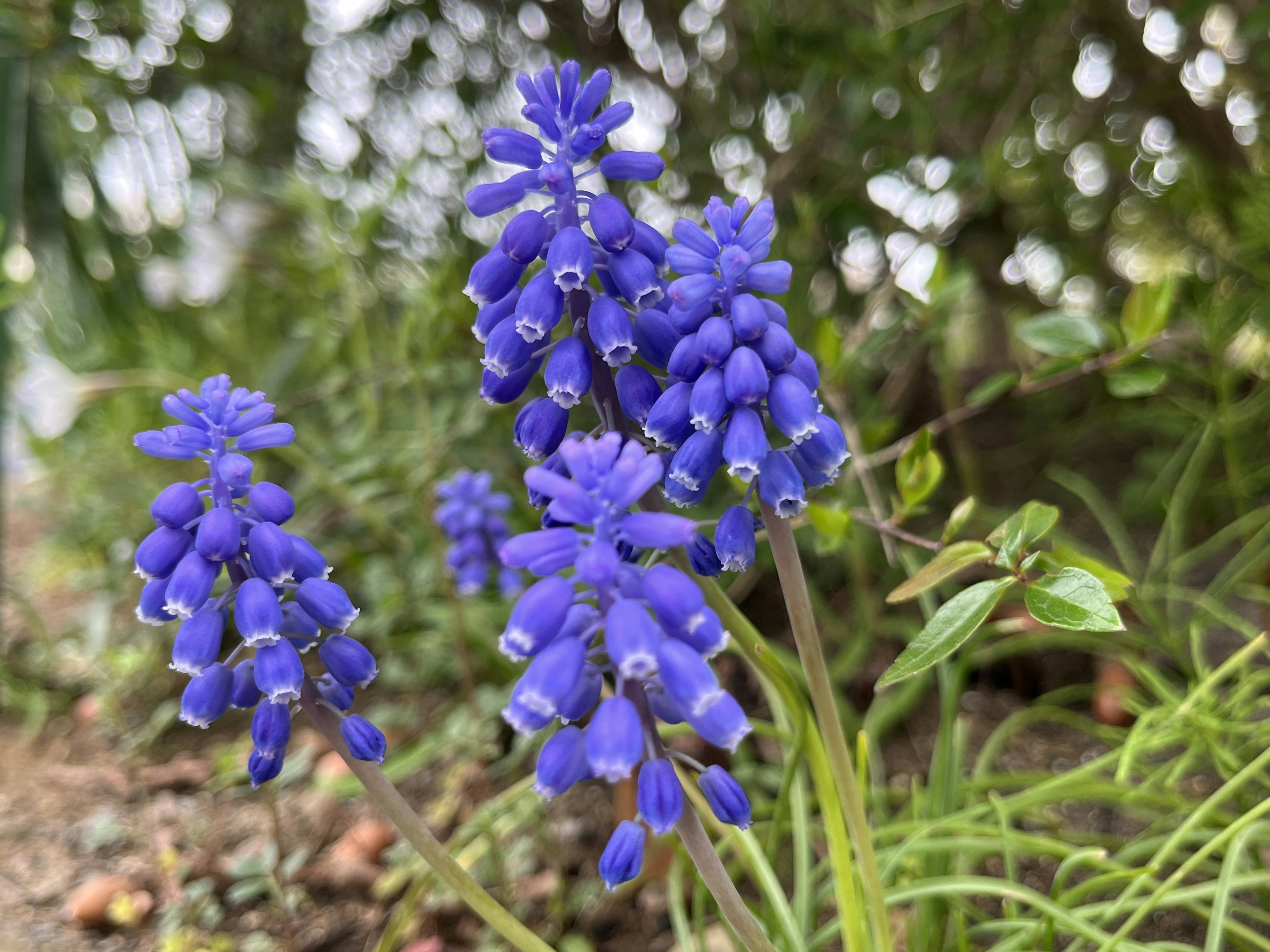 Cluster of purple Muscari flowers surrounded by green foliage