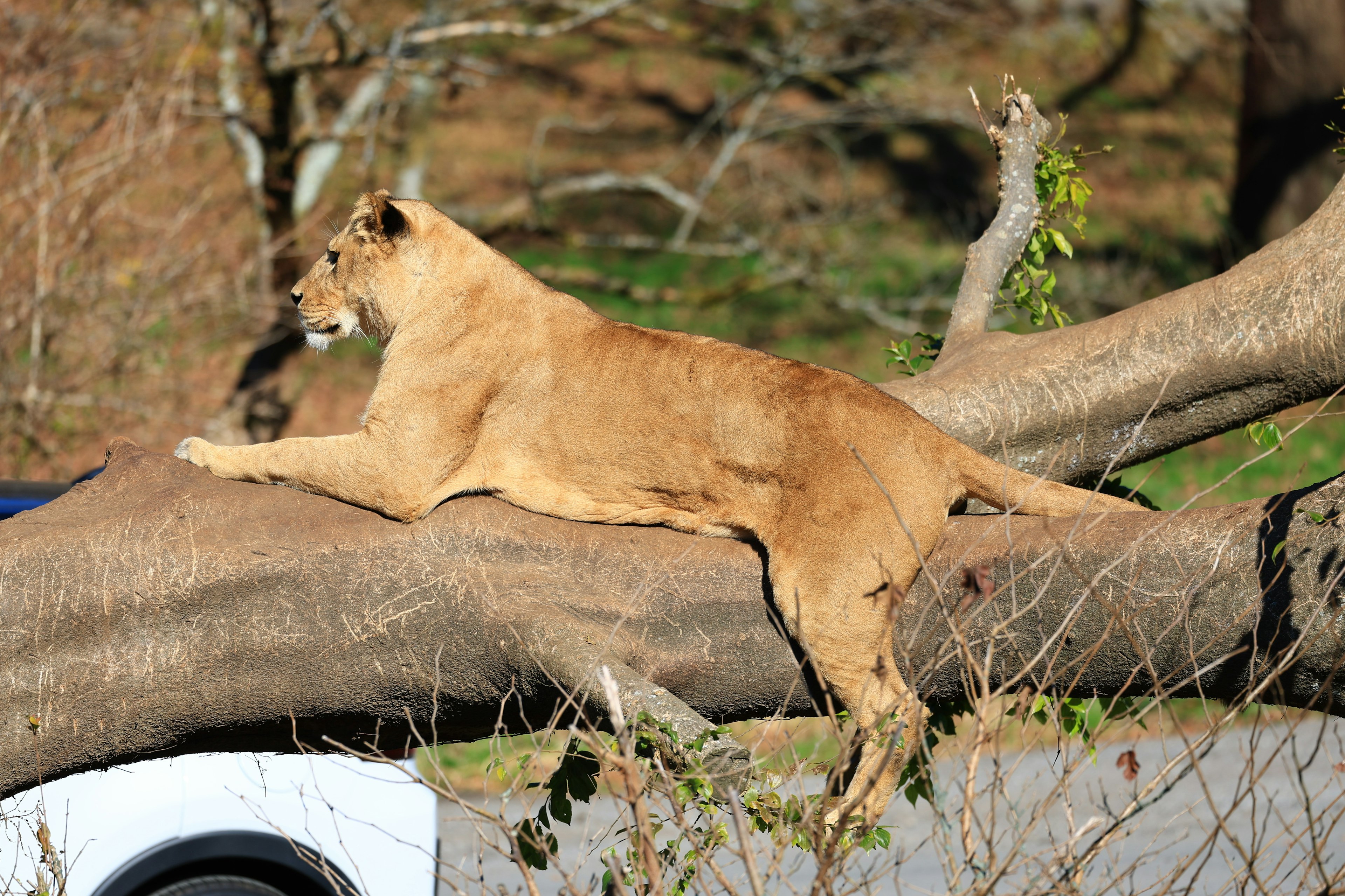 Leona descansando sobre una rama de árbol