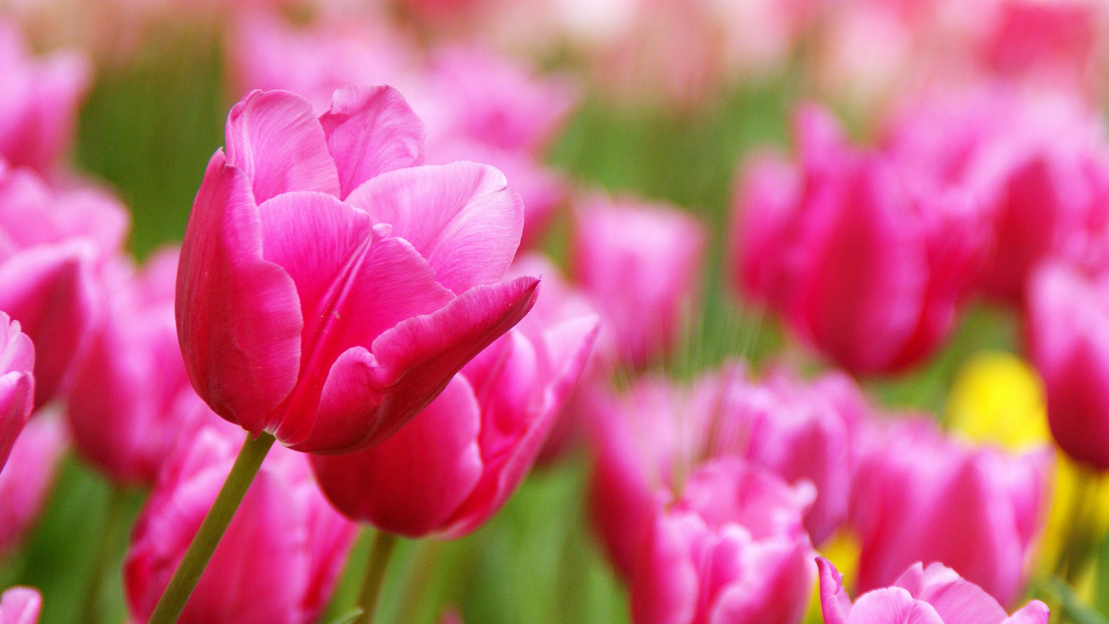 Tulip merah muda yang cerah mekar di taman