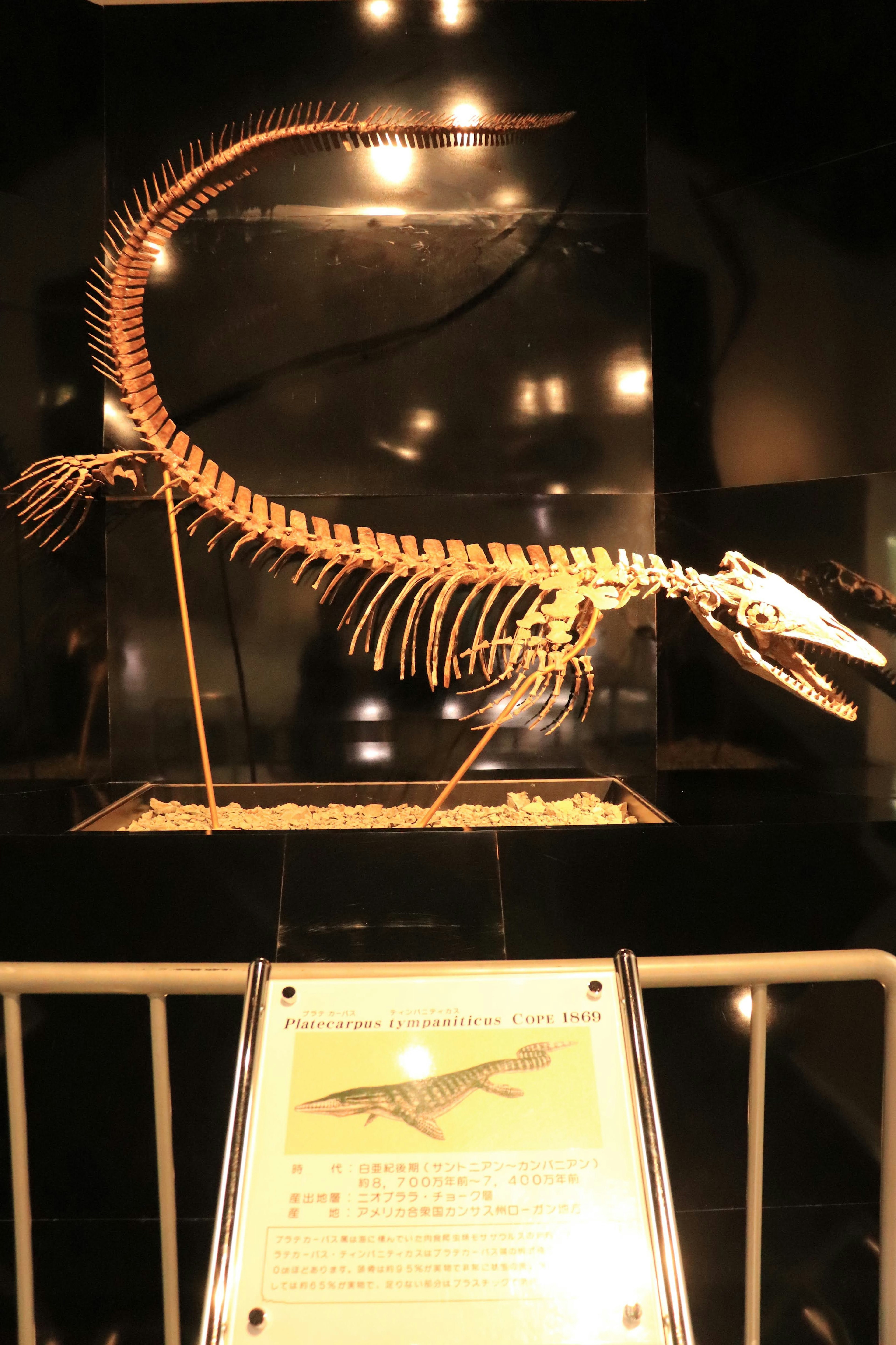 Exposition squelettique d'un poisson dans un musée mettant en valeur sa forme allongée