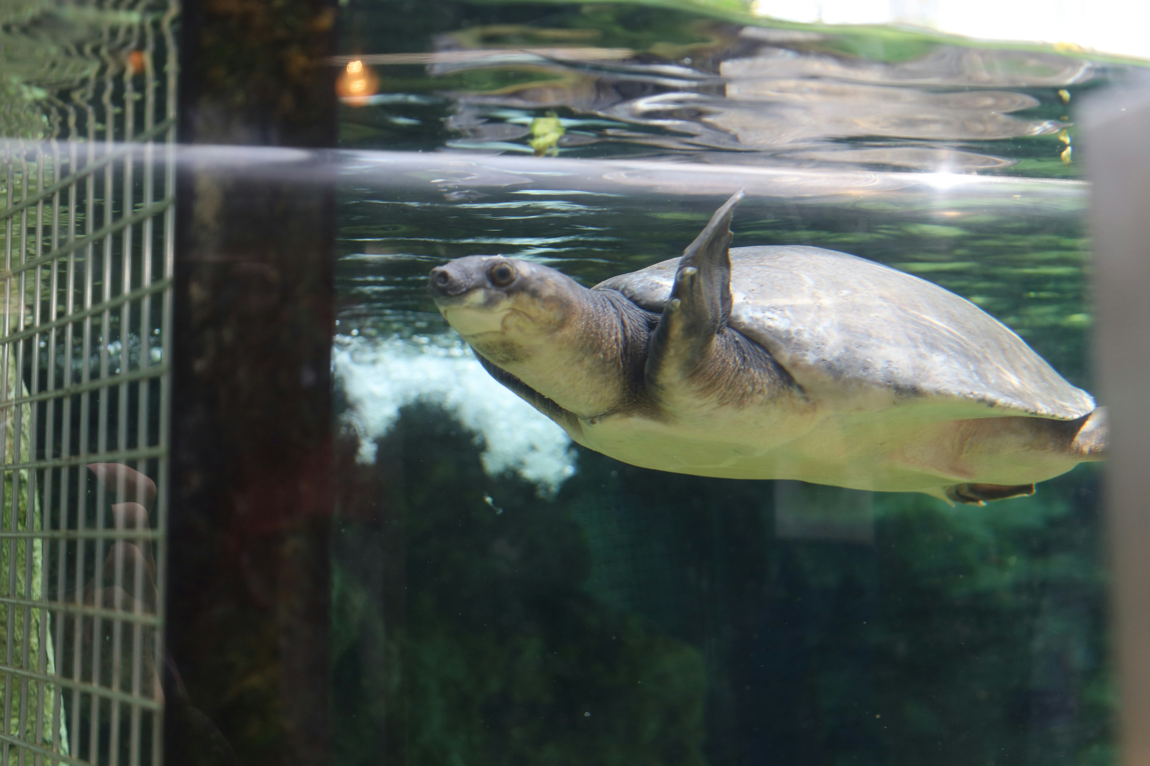 Image of a turtle swimming in water