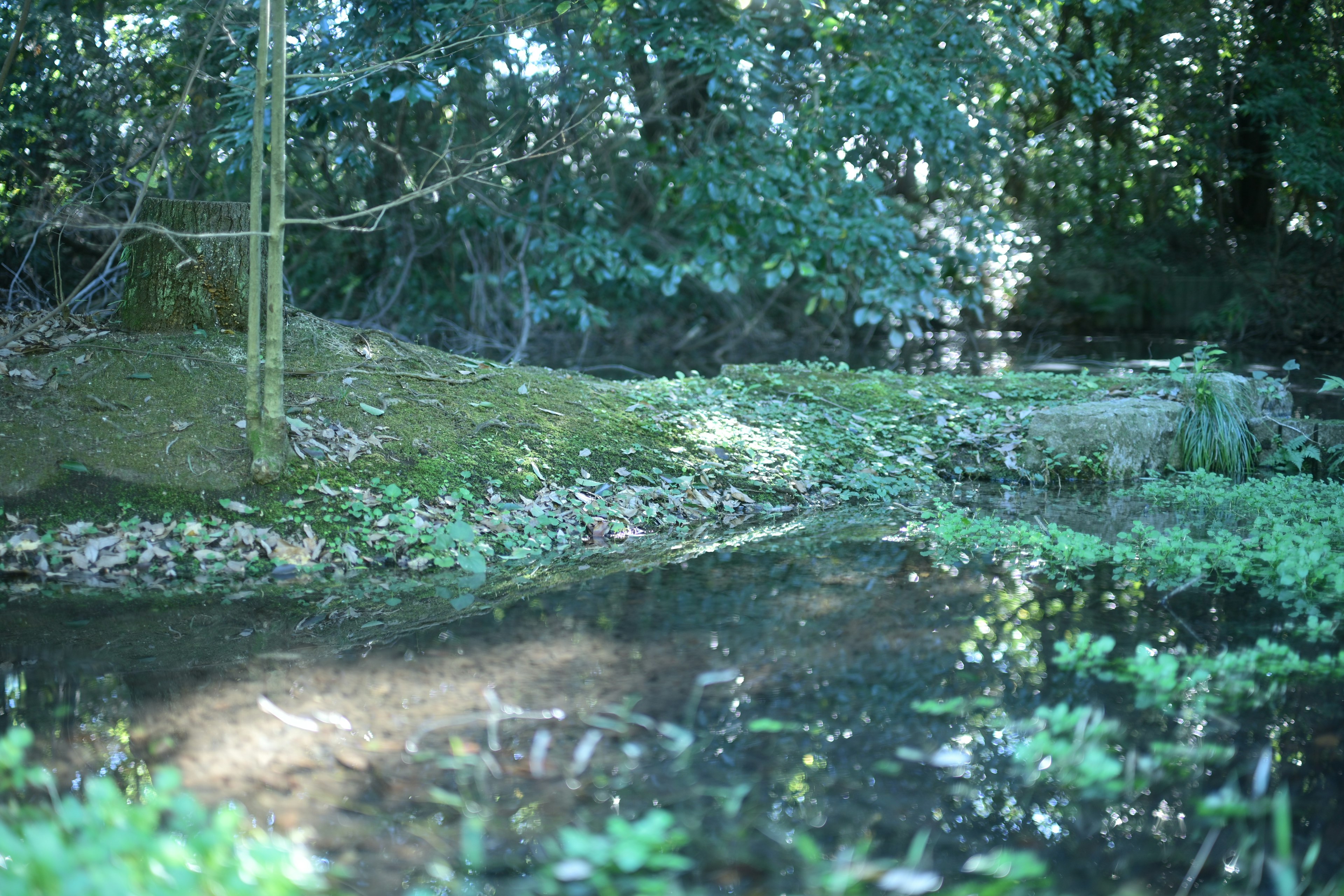 Paisaje acuático sereno rodeado de vegetación exuberante