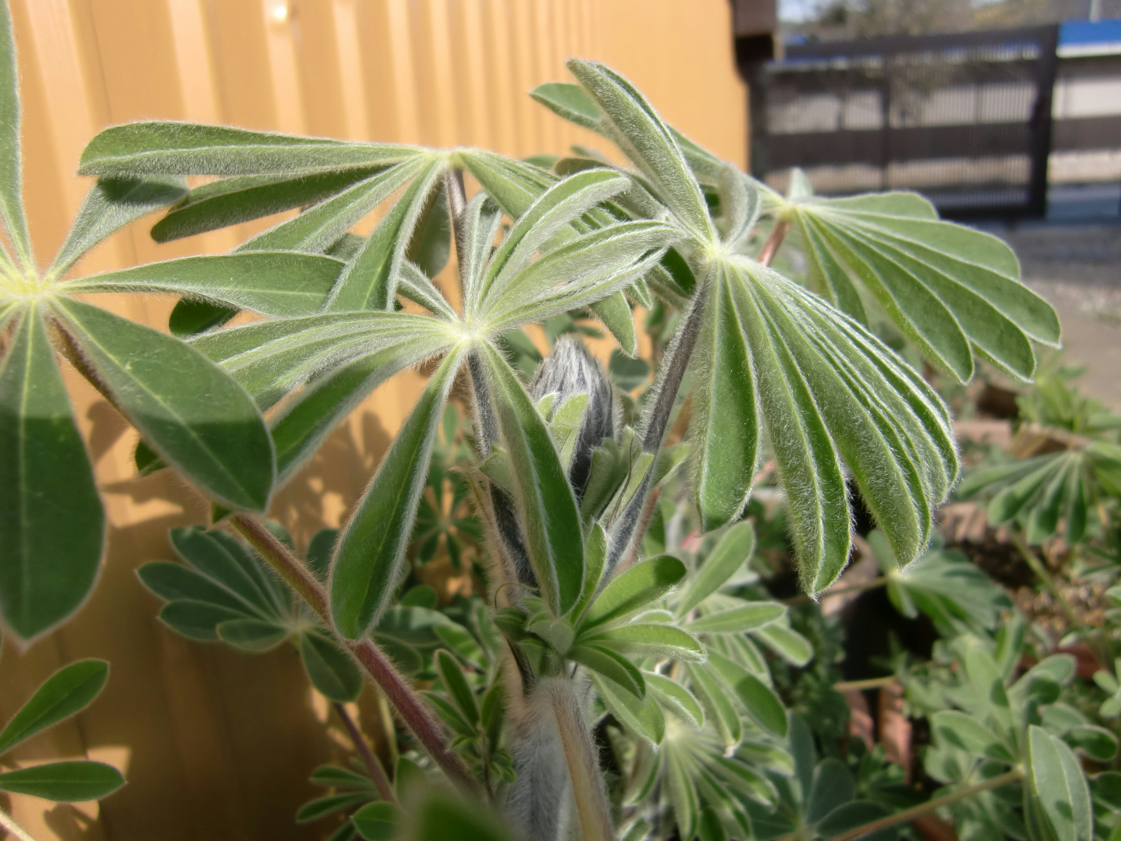 Primer plano de una planta verde con hojas vibrantes bajo la luz brillante