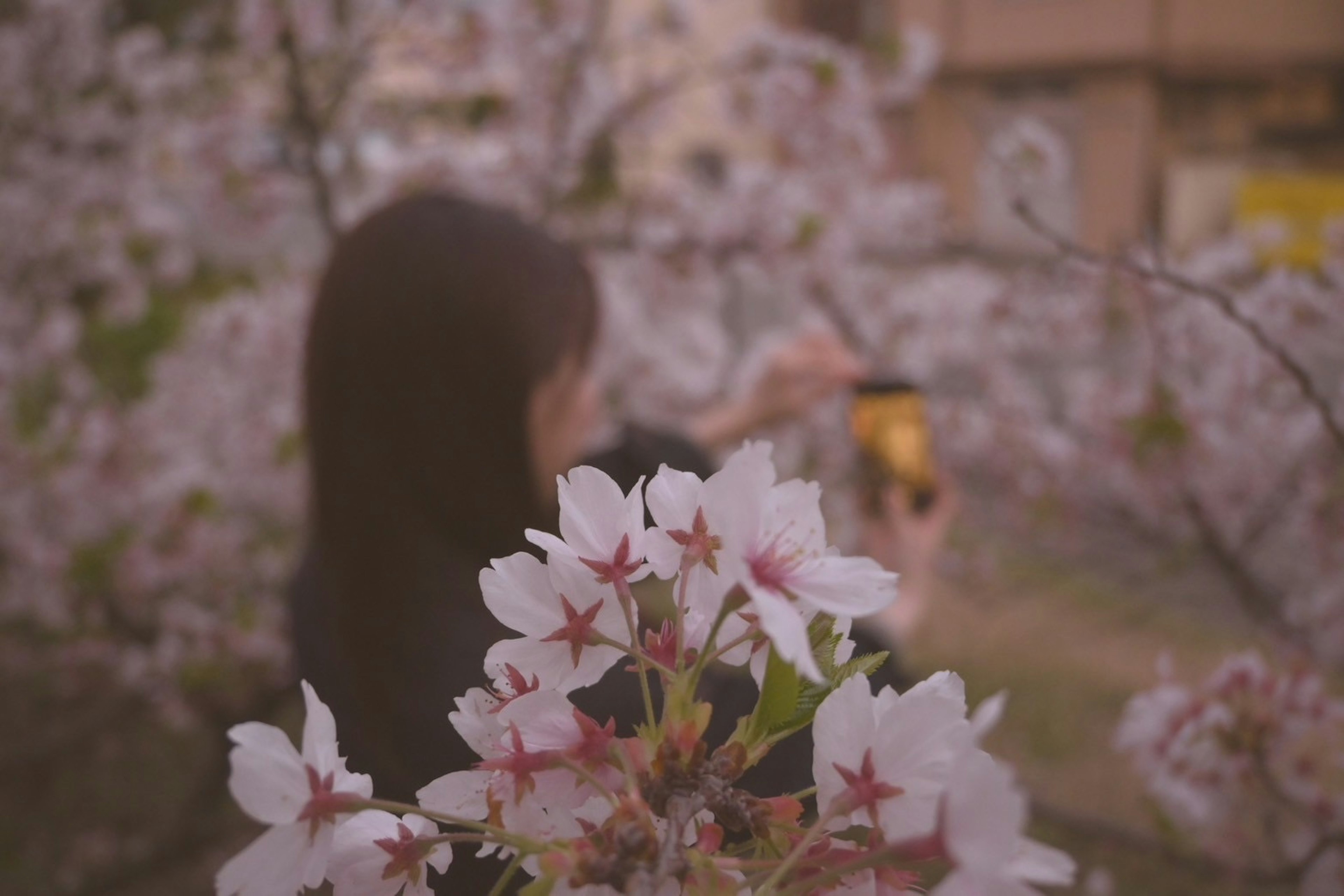 Wanita yang mengambil foto di antara bunga sakura