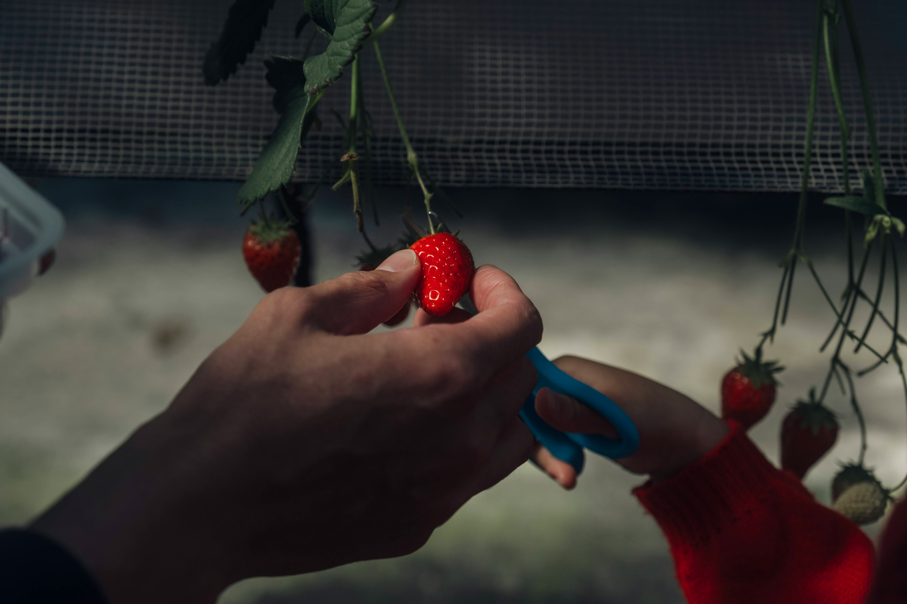 Raccolta di una fragola matura con una mano che tiene delle forbici blu