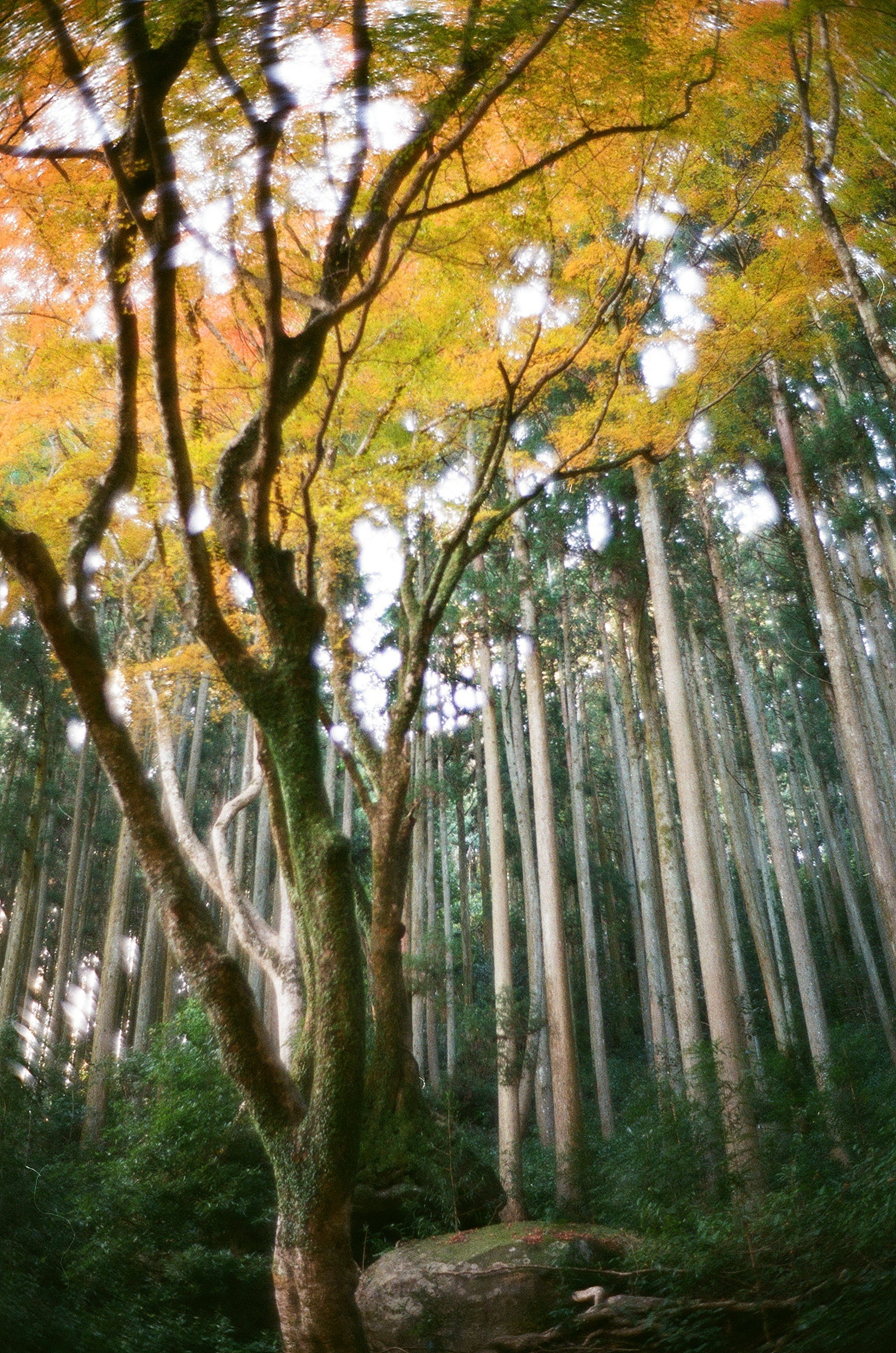 Ein großer Baum mit bunten Blättern umgeben von hohen Bäumen in einem Wald