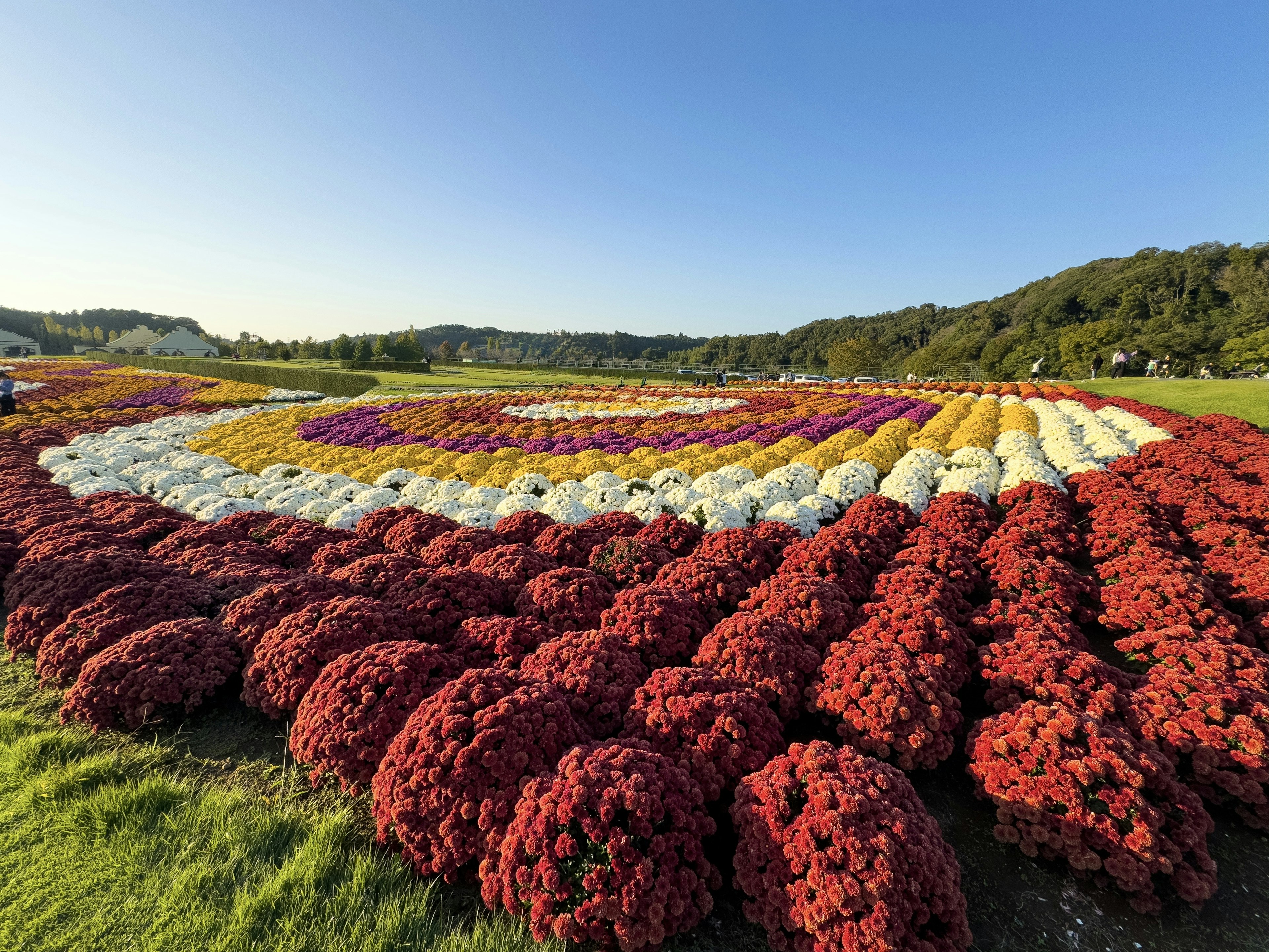 Campo de flores vibrantes dispuestas en círculos concéntricos con flores rojas blancas y amarillas