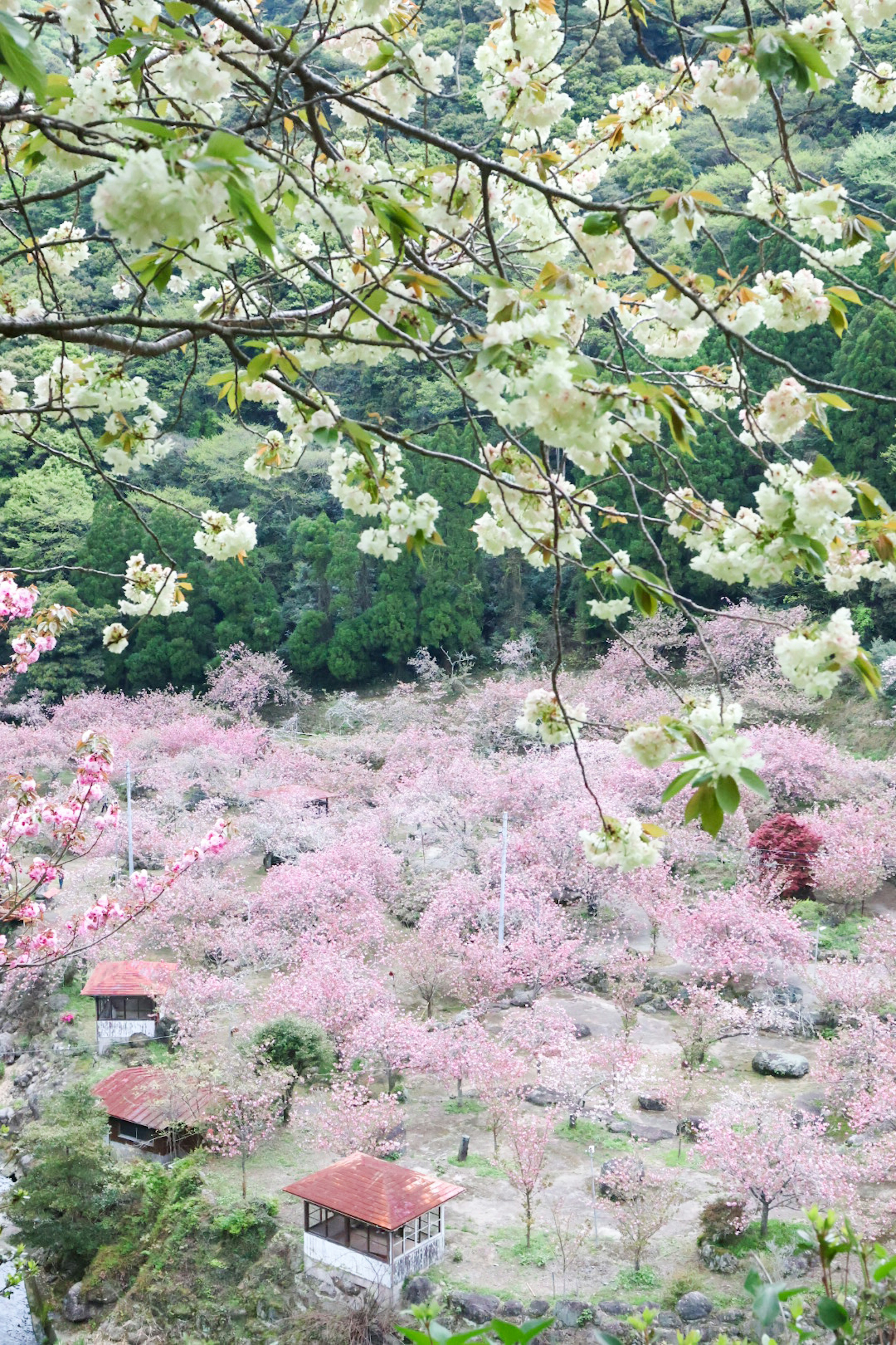 美しい桜の花が咲く風景、緑の木々とピンクの花が広がる