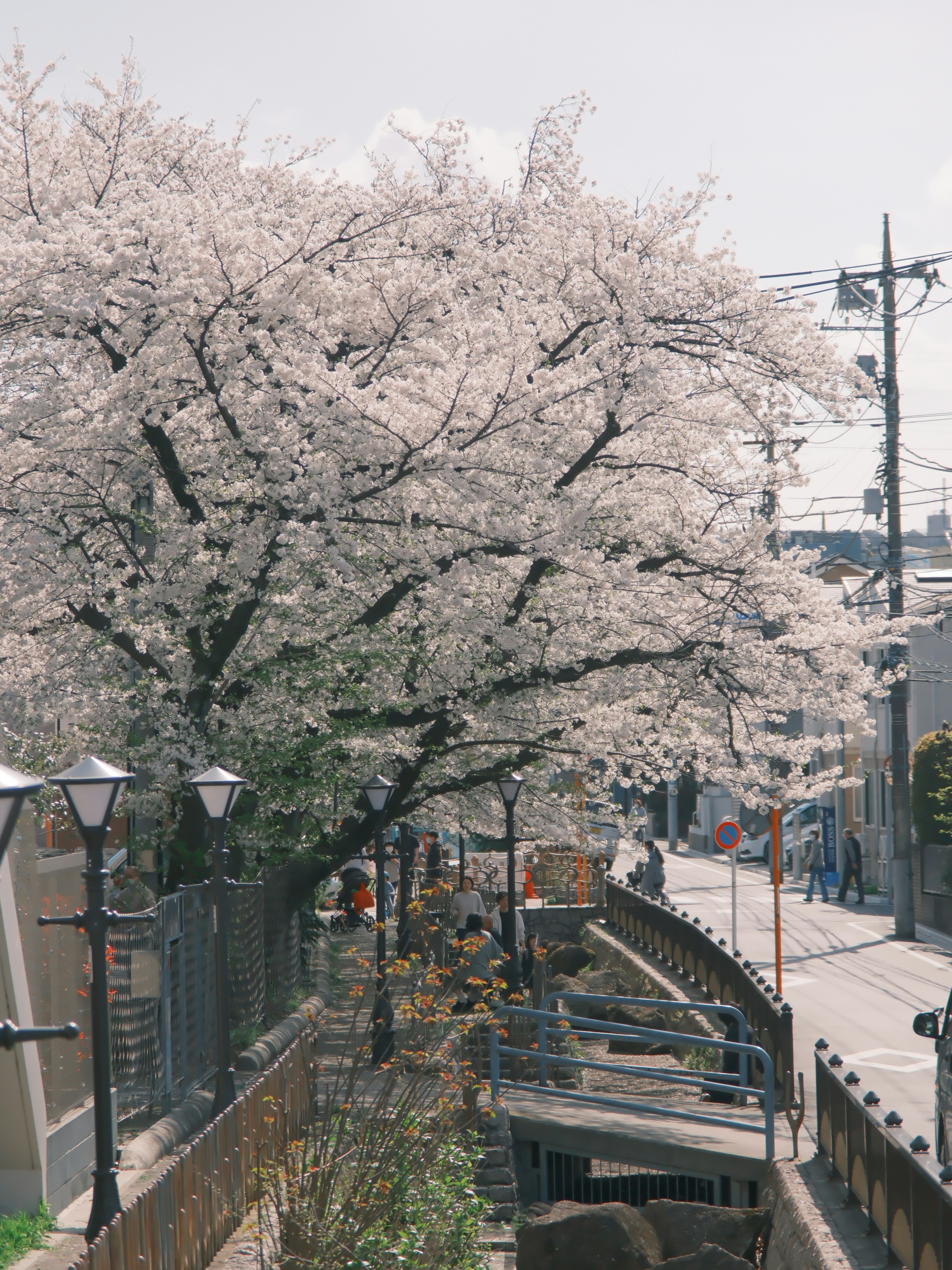 Árbol de cerezo en plena floración a lo largo de un camino del parque con farolas y personas