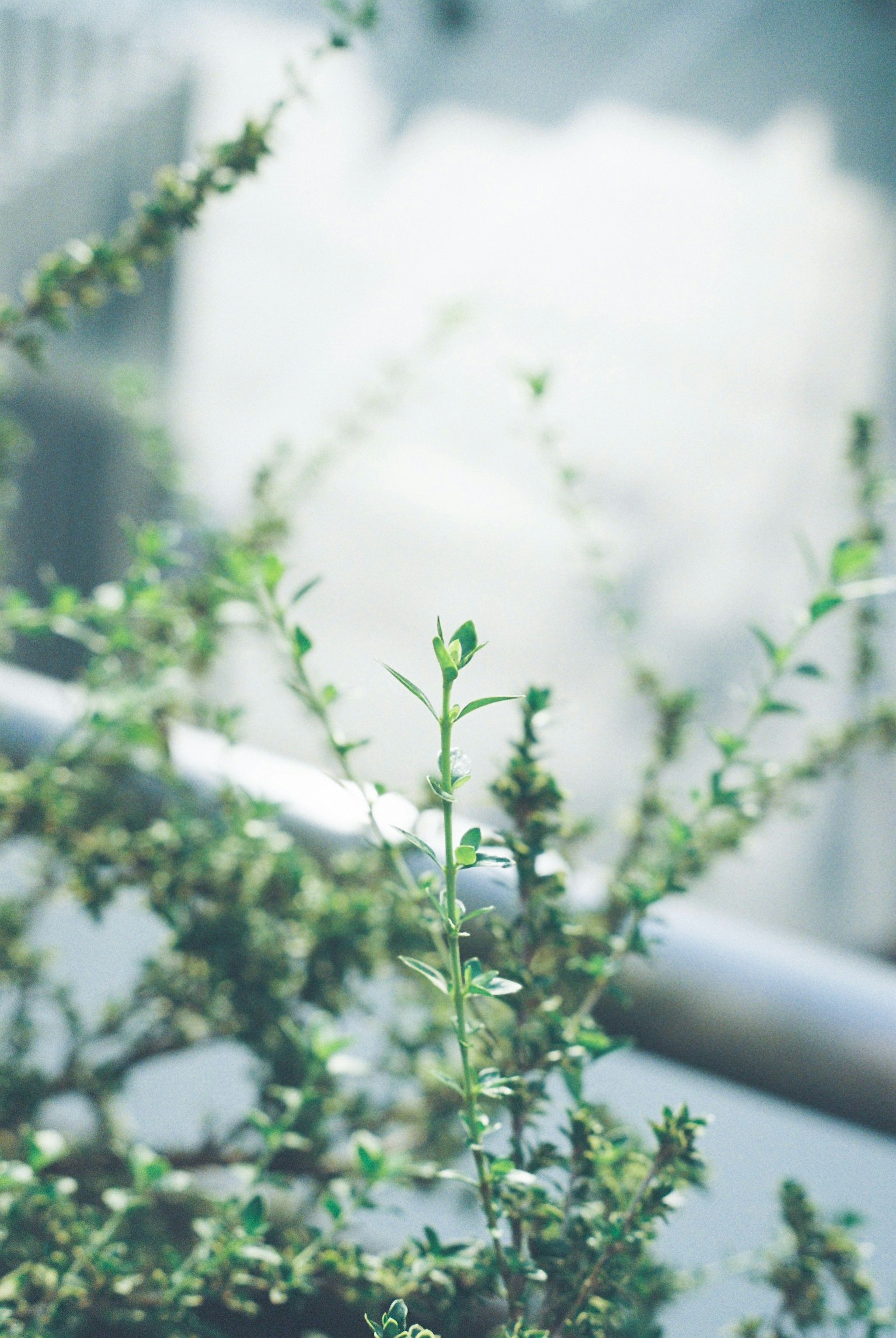 沿著陽台欄杆生長的綠色植物