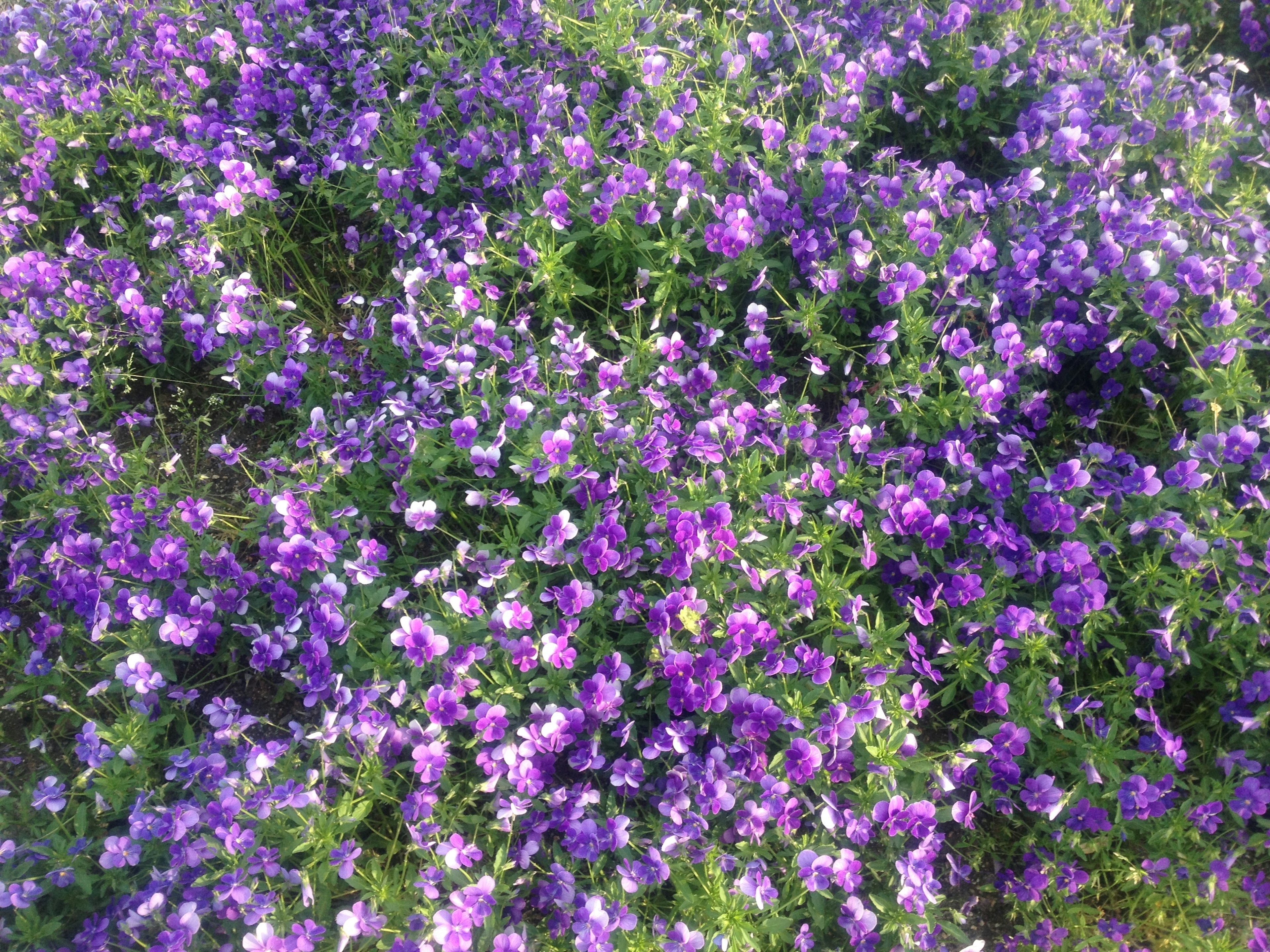 Una vivace esposizione di fiori viola e bianchi in fioritura