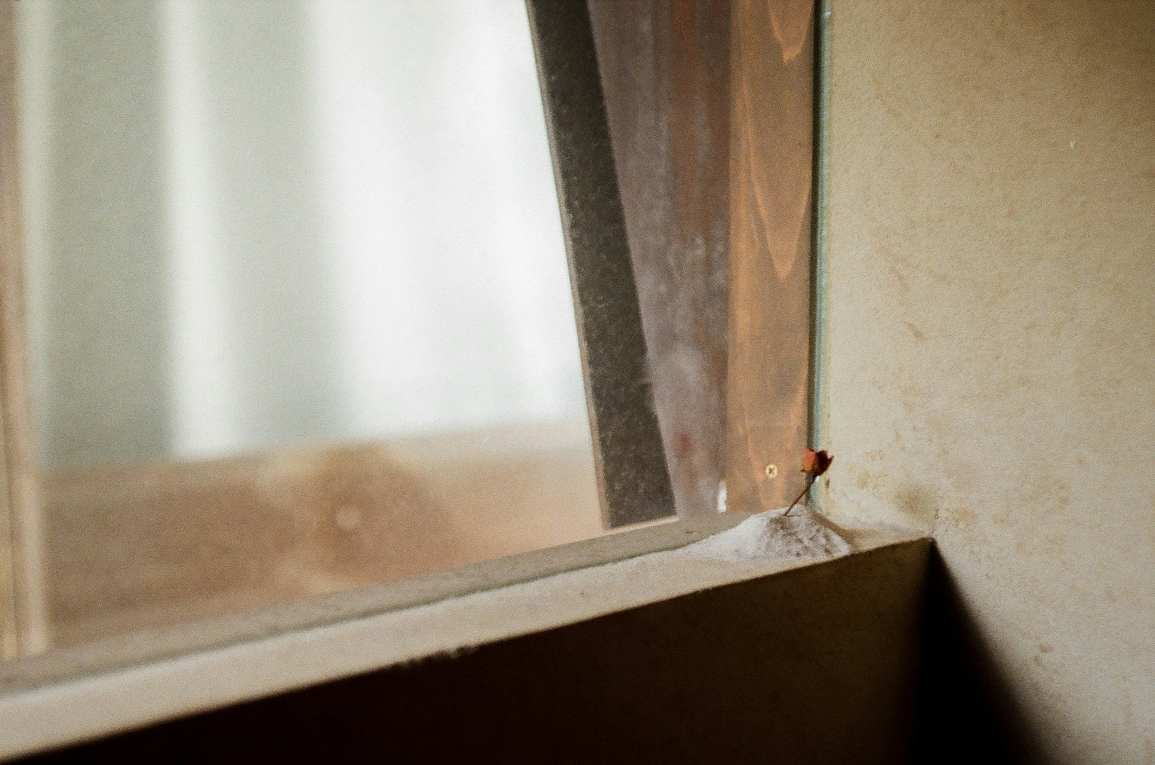 Close-up image of a window corner showing wooden frame and glass