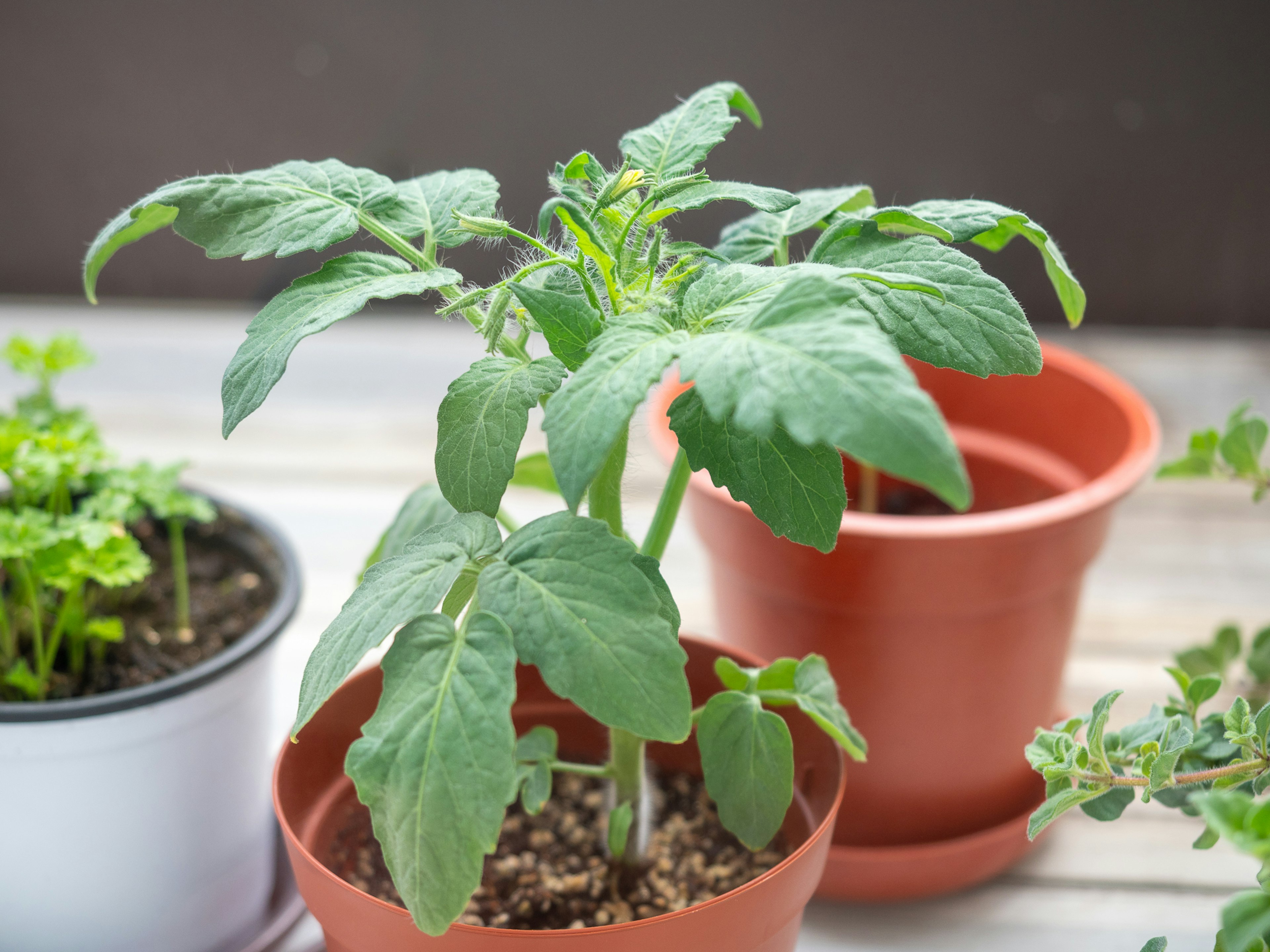 A green tomato seedling in a terracotta pot on a wooden table