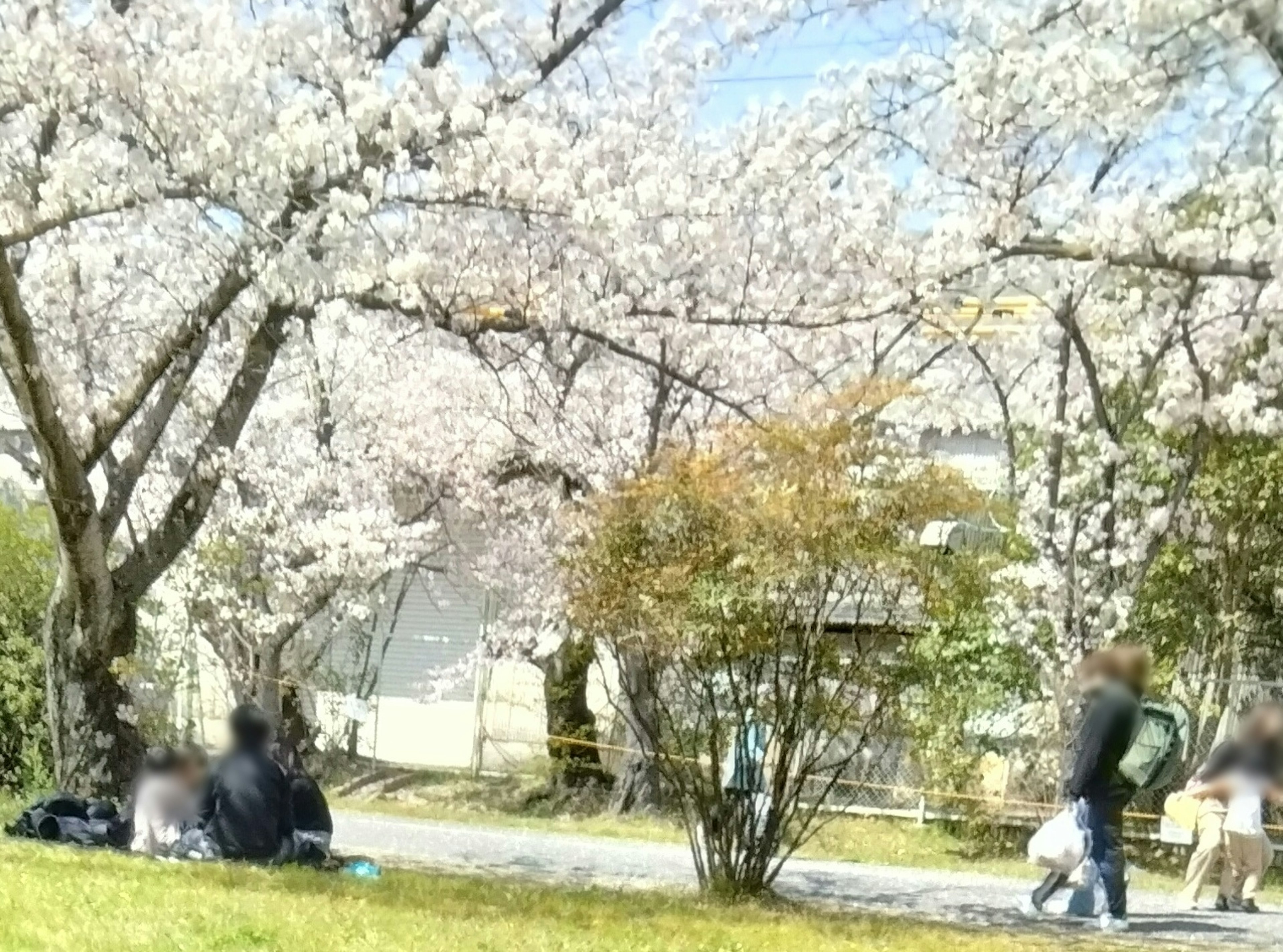 桜の木の下でくつろぐ人々の風景