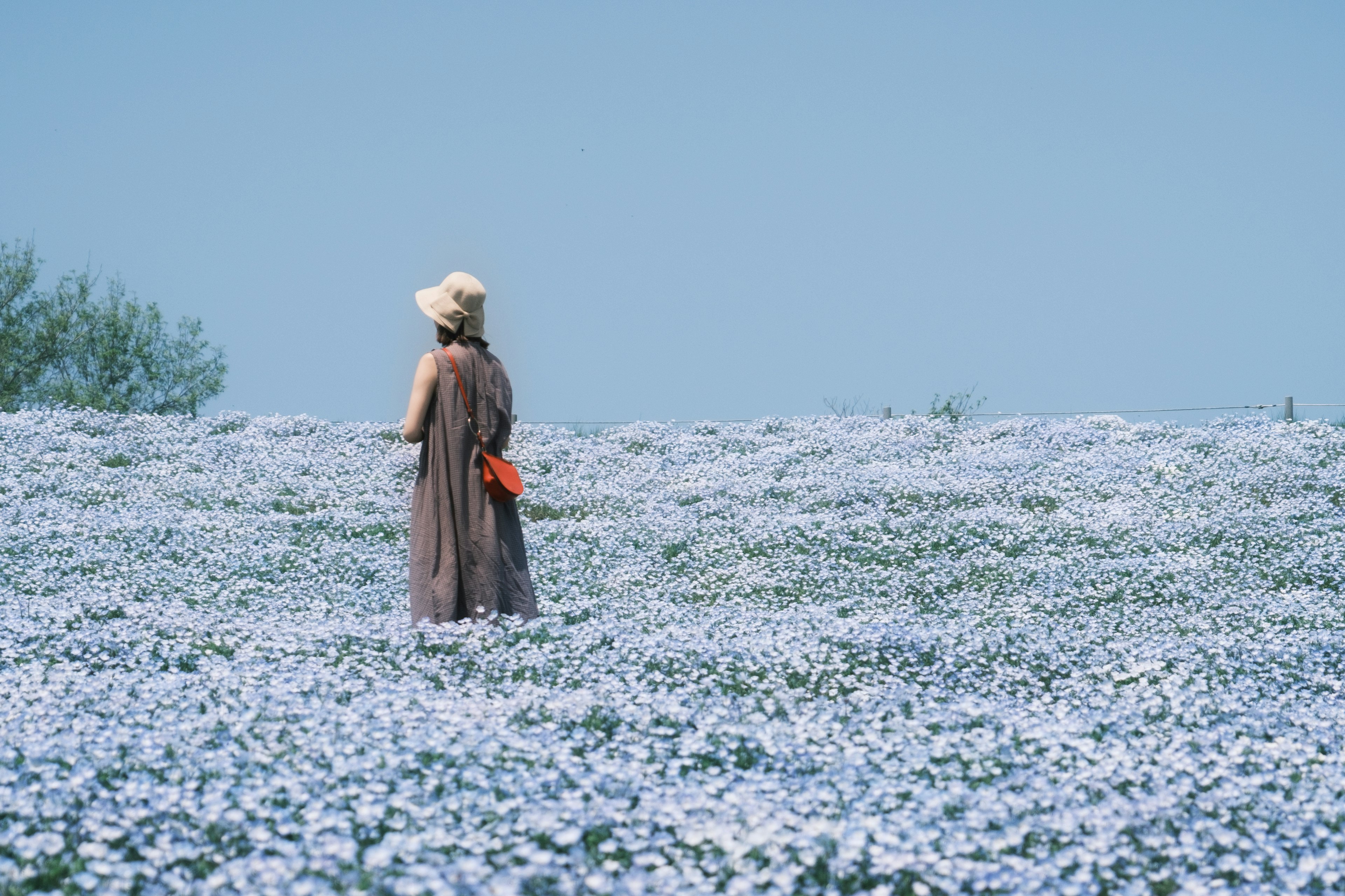 Eine Frau steht in einem blauen Blumenfeld