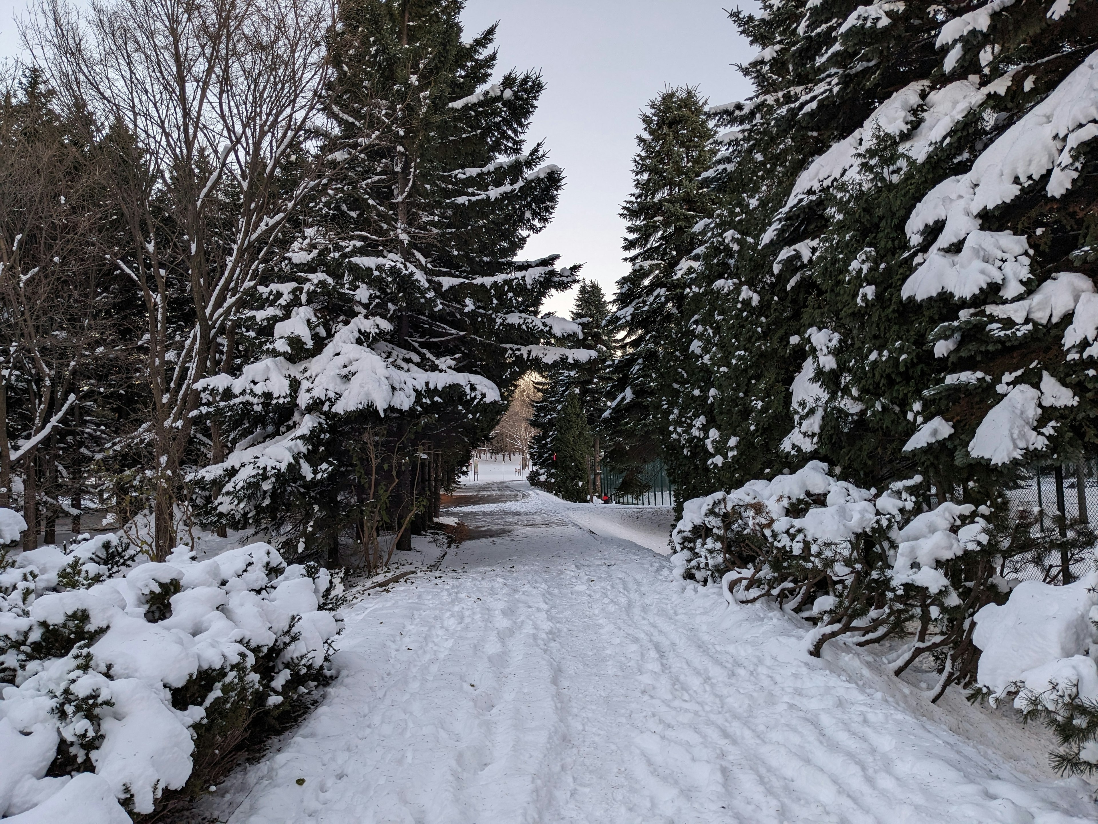 Snow-covered path lined with trees