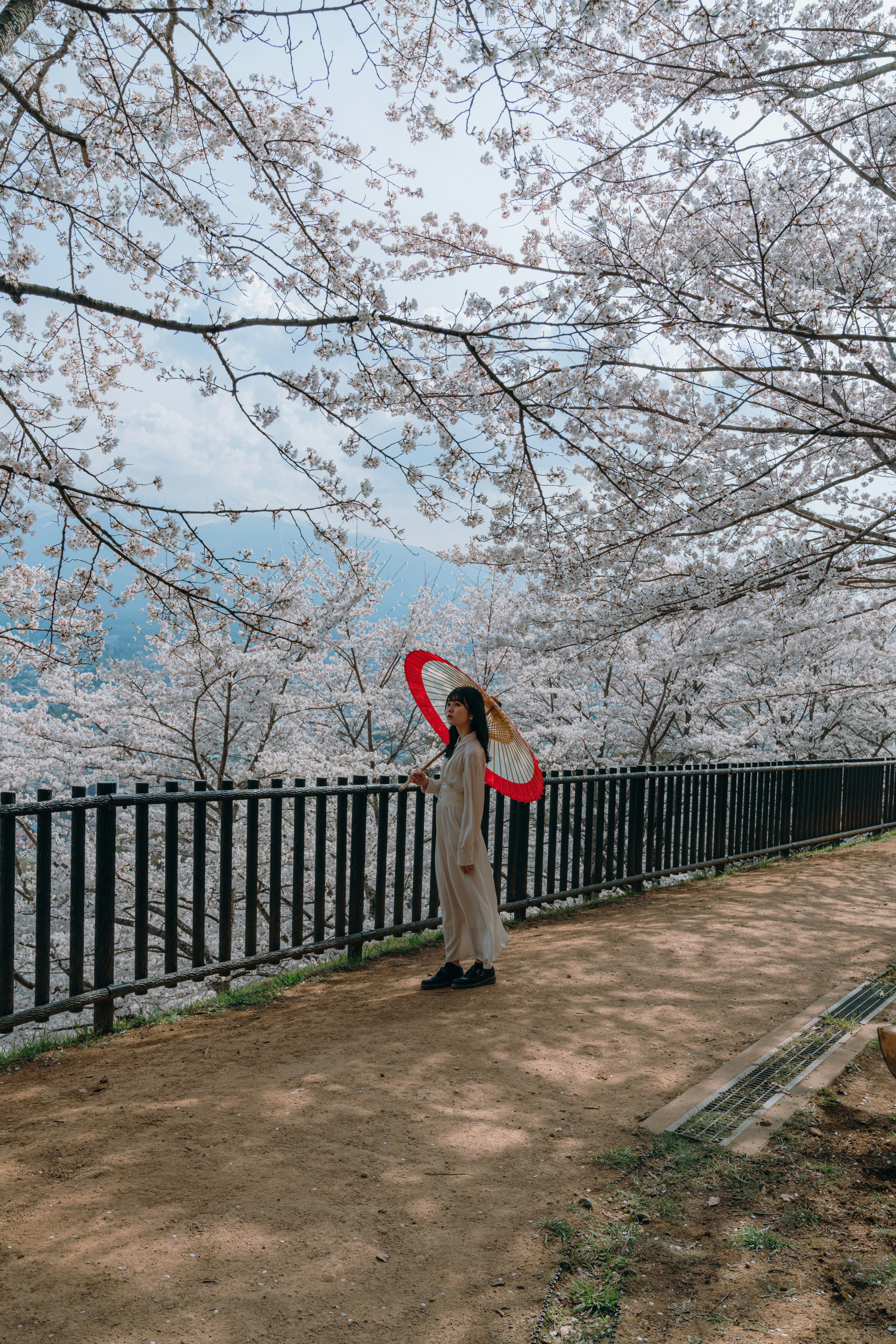 桜の木の下で赤い傘を持つ女性