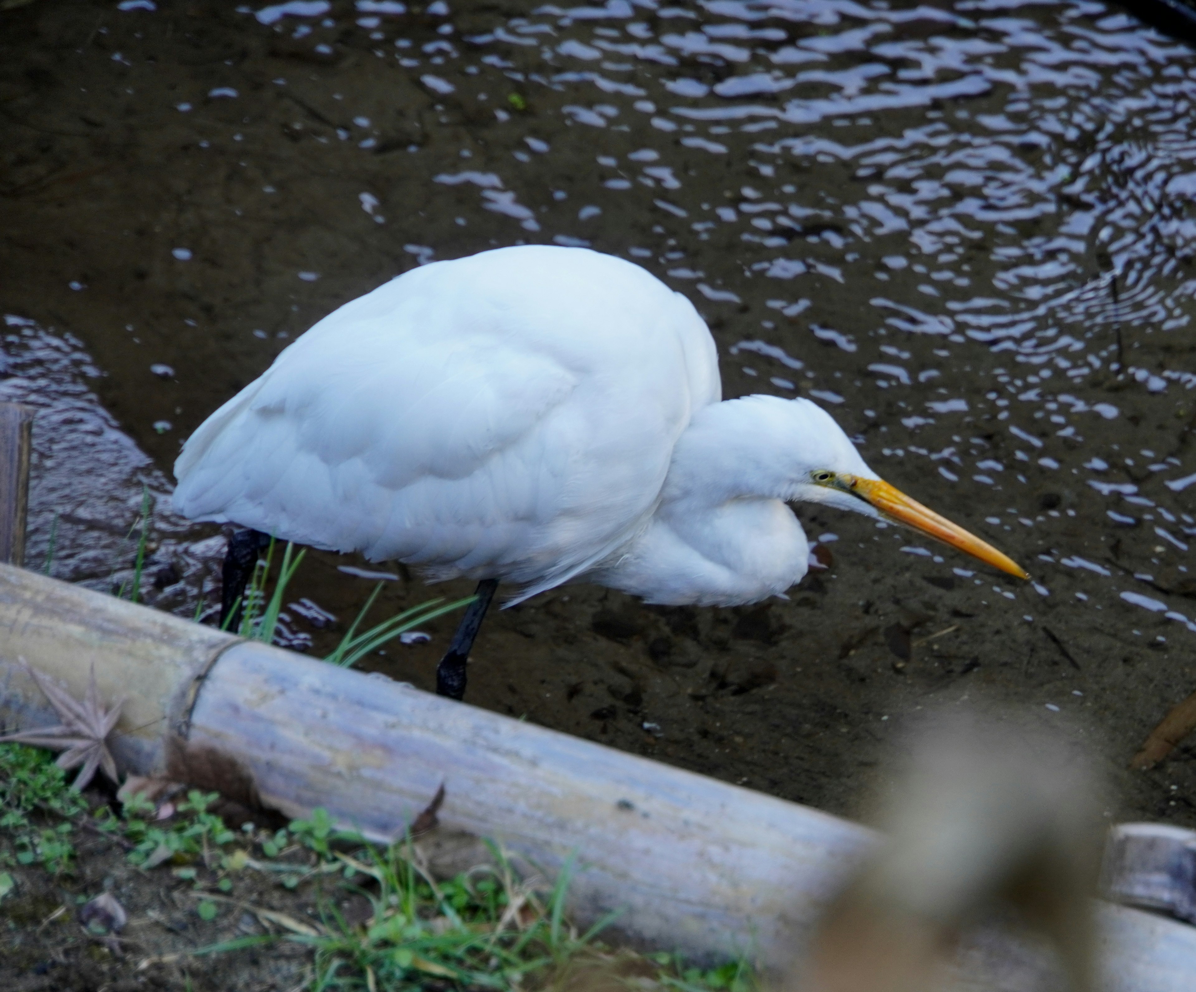 Ein weißer Reiher sucht am Wasser nach Nahrung