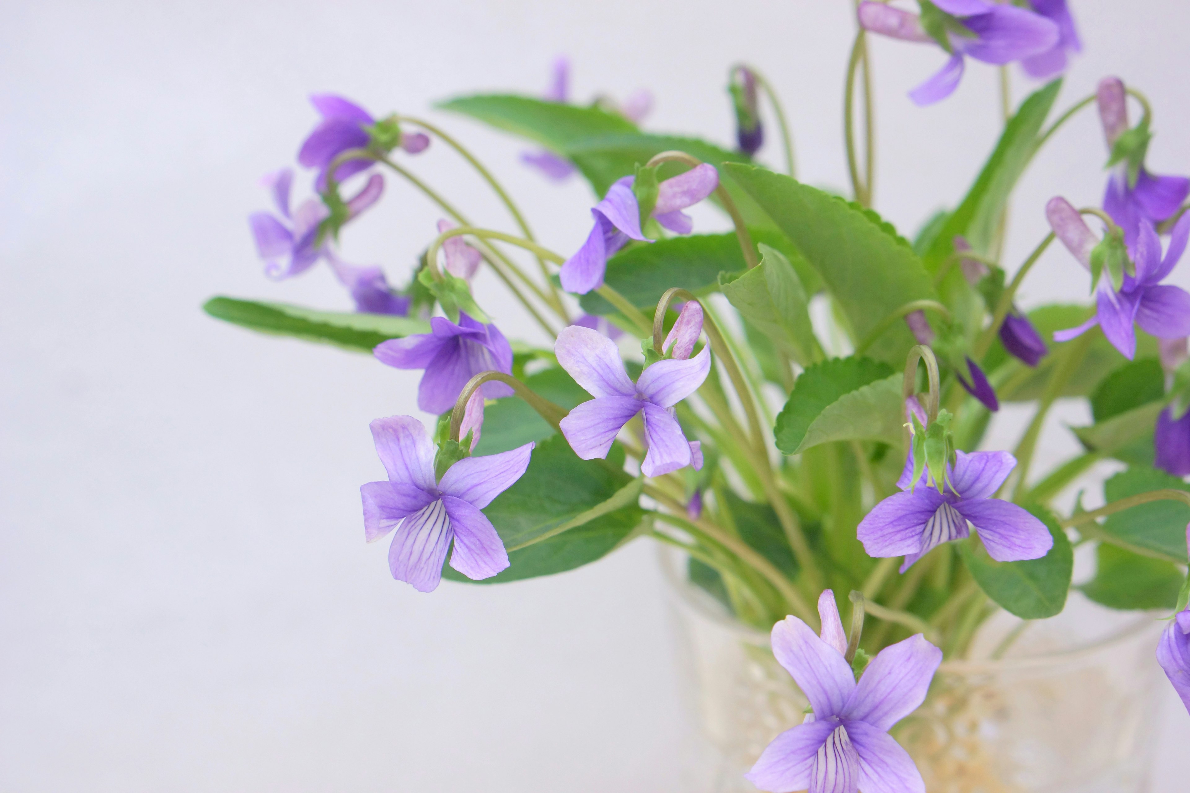 Ein Strauß aus hübschen Veilchen mit lila Blüten und grünen Blättern