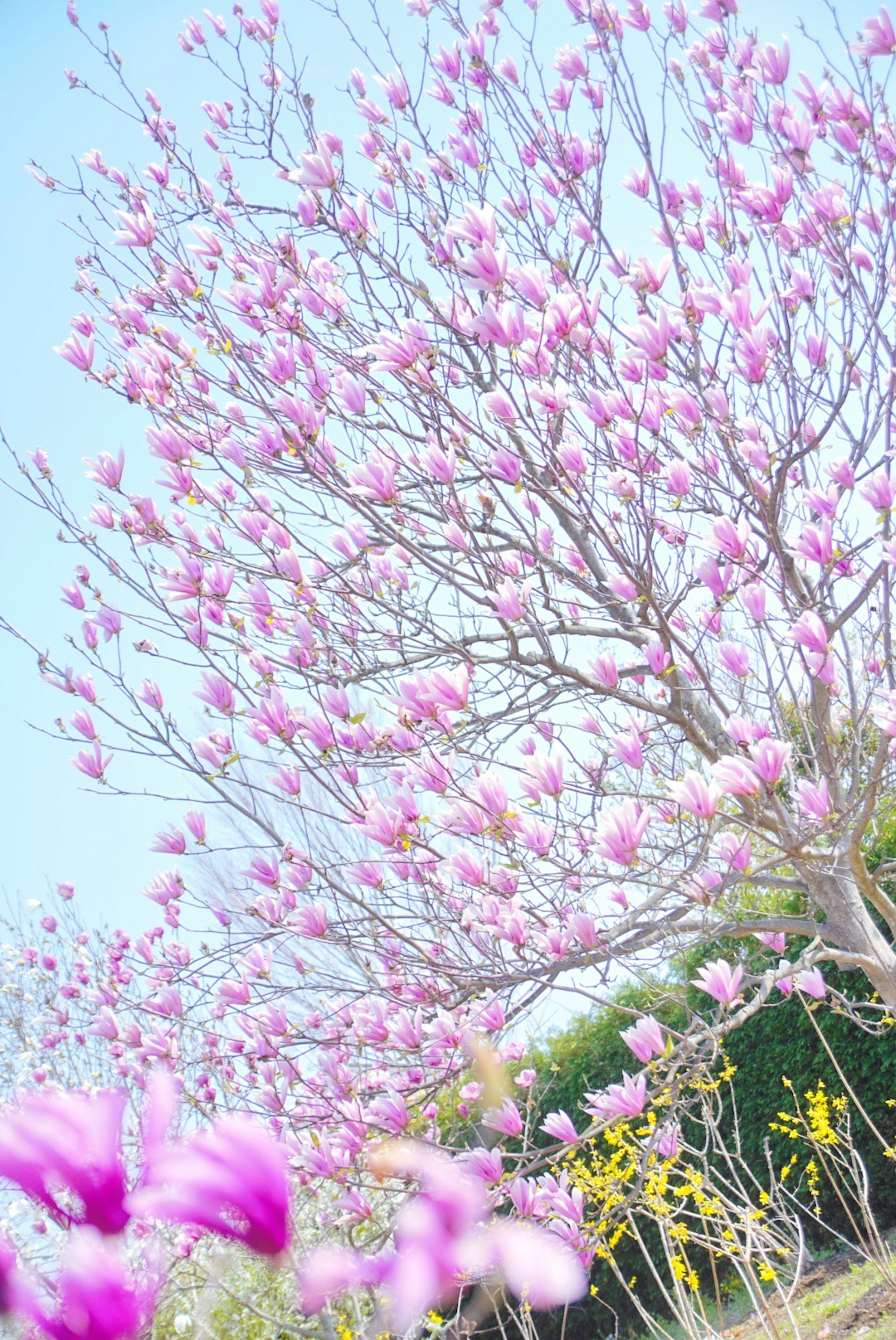 Baum voller rosa Blüten unter einem hellblauen Himmel