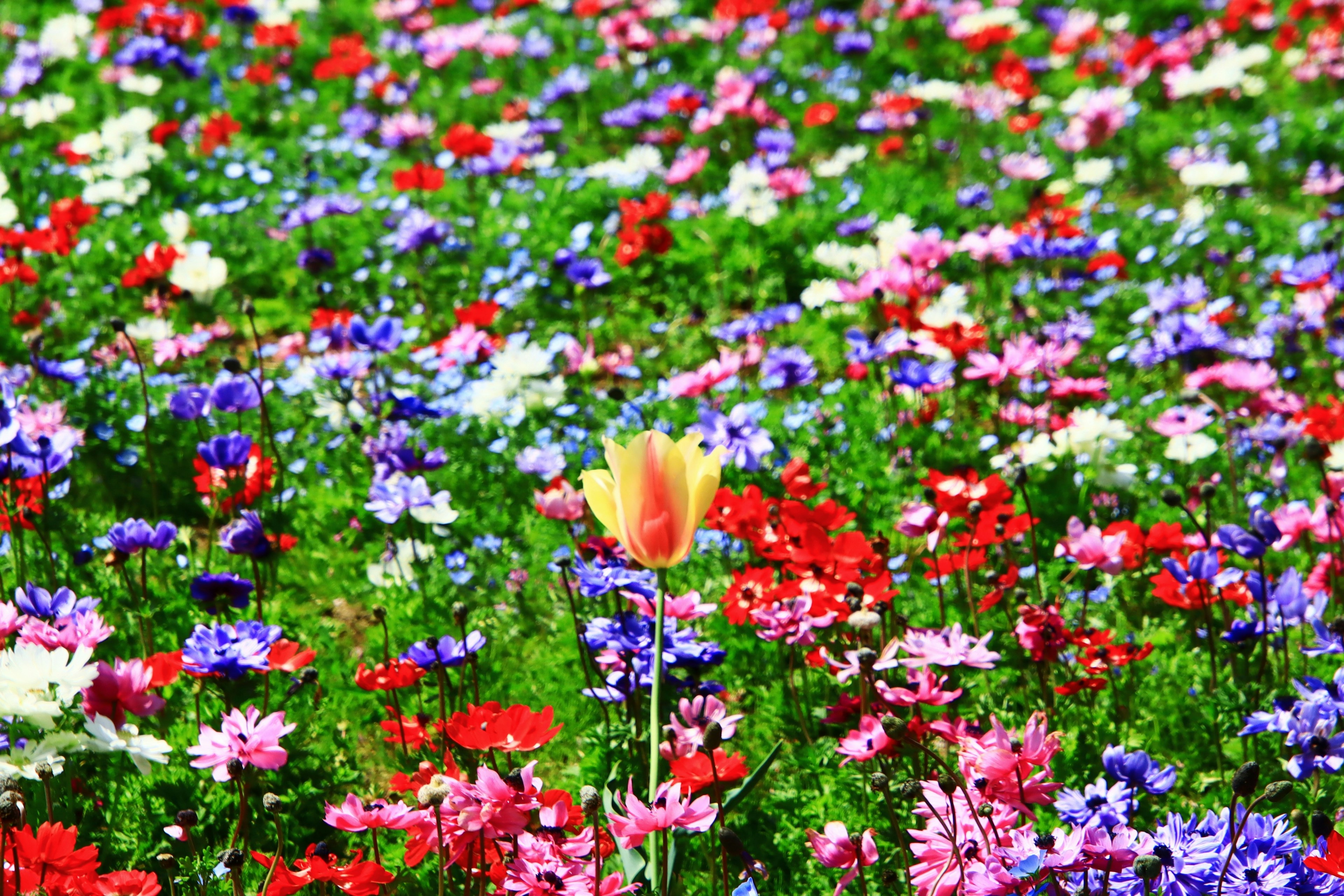 Un champ vibrant de fleurs colorées avec un seul tulipe jaune qui se distingue