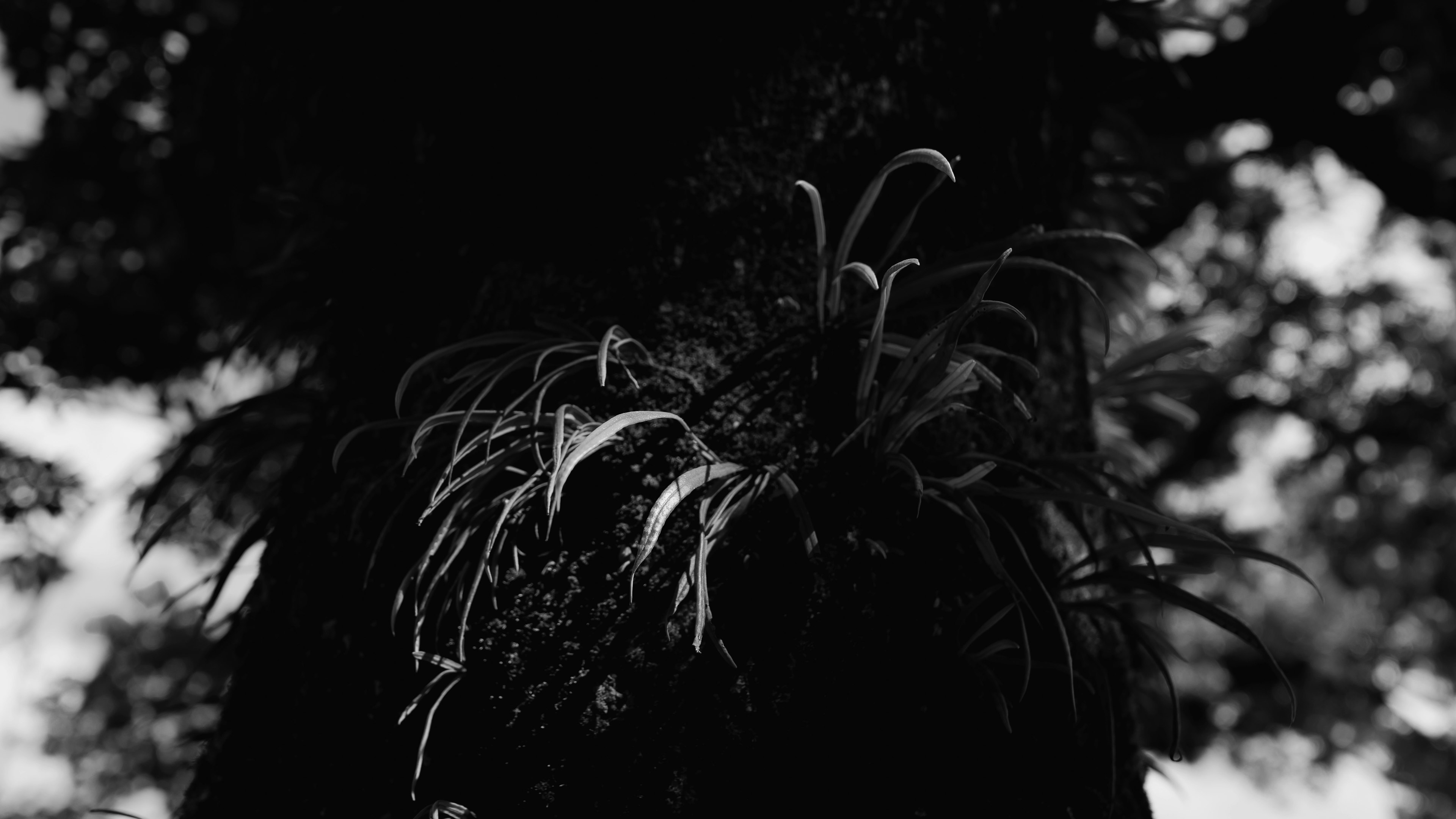 Gros plan sur le tronc d'un arbre avec des détails de mousse et de plantes en noir et blanc