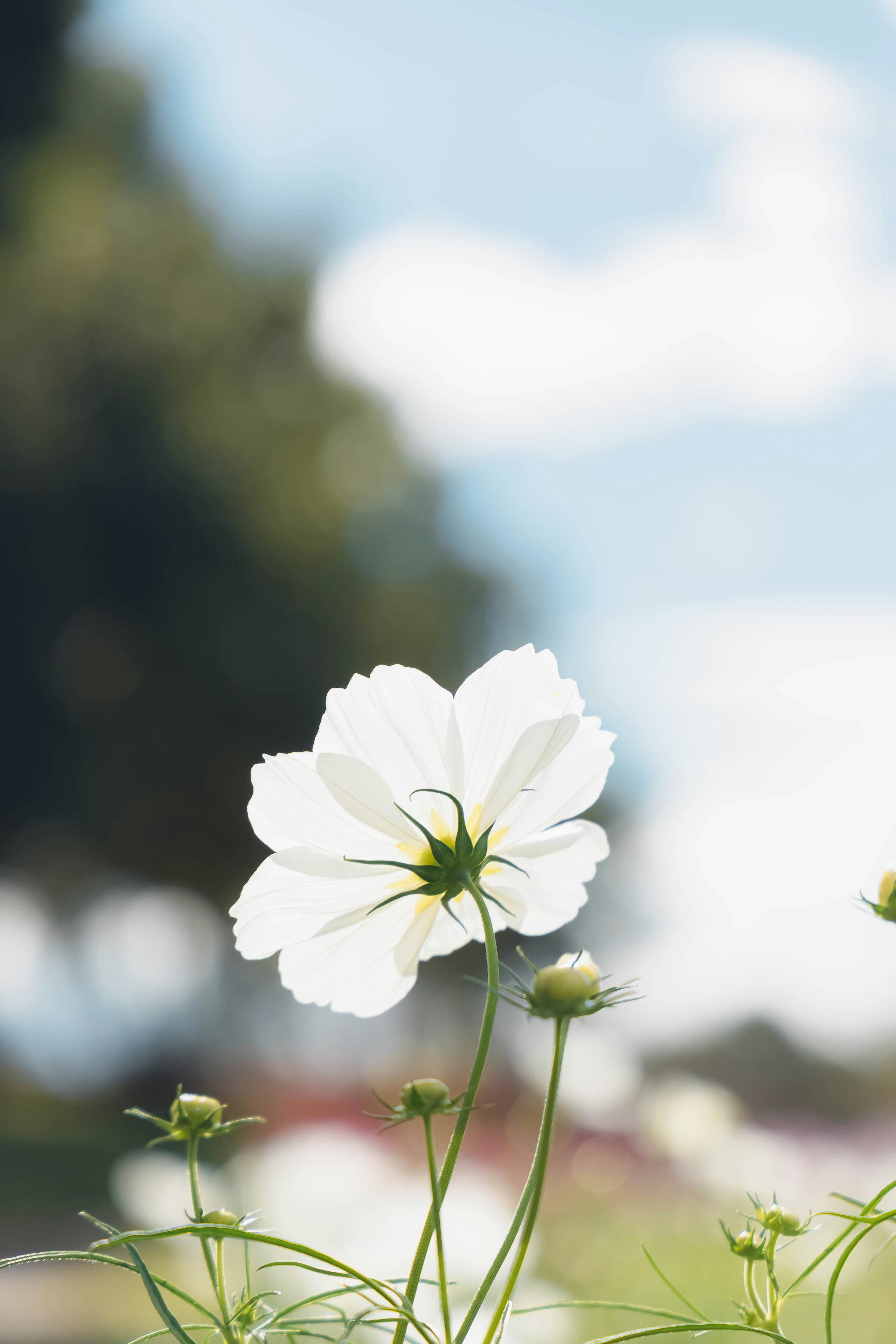 Eine weiße Blume blüht unter einem blauen Himmel