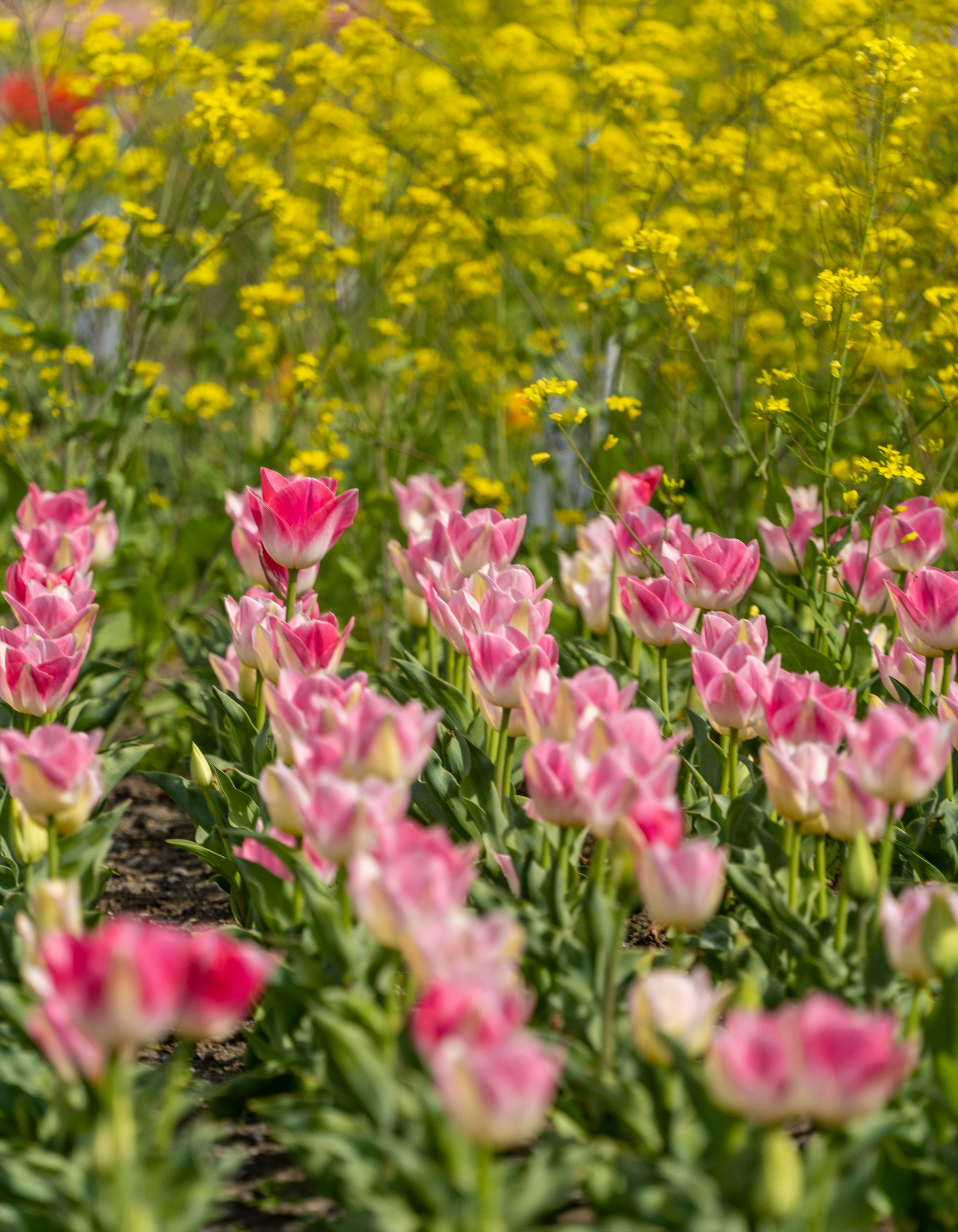 ทุ่งดอกทิวลิปสีสันสดใสและดอกไม้สีเหลืองในภูมิทัศน์ที่มีชีวิตชีวา