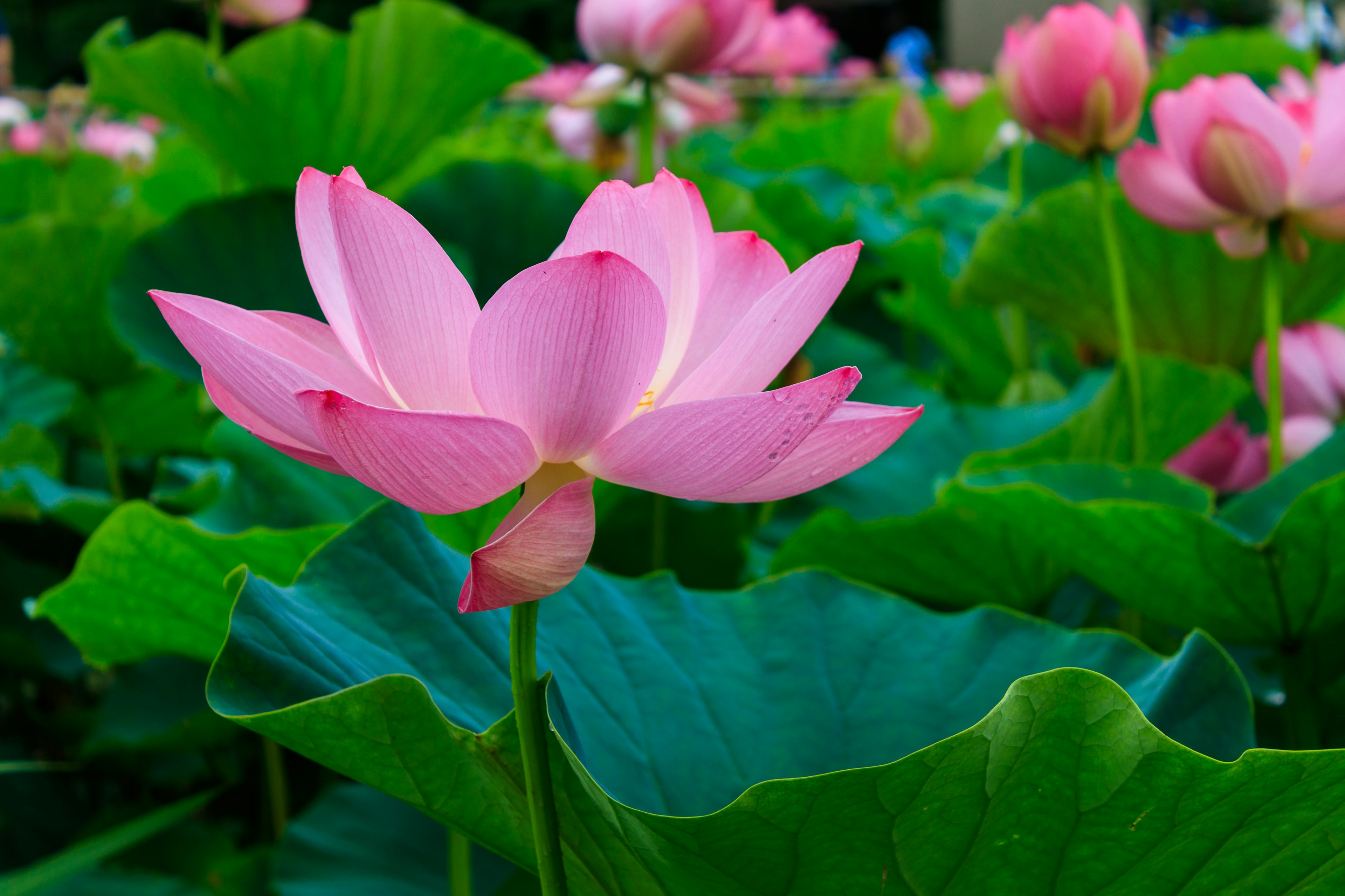 Bunga teratai pink yang indah mekar di antara daun hijau