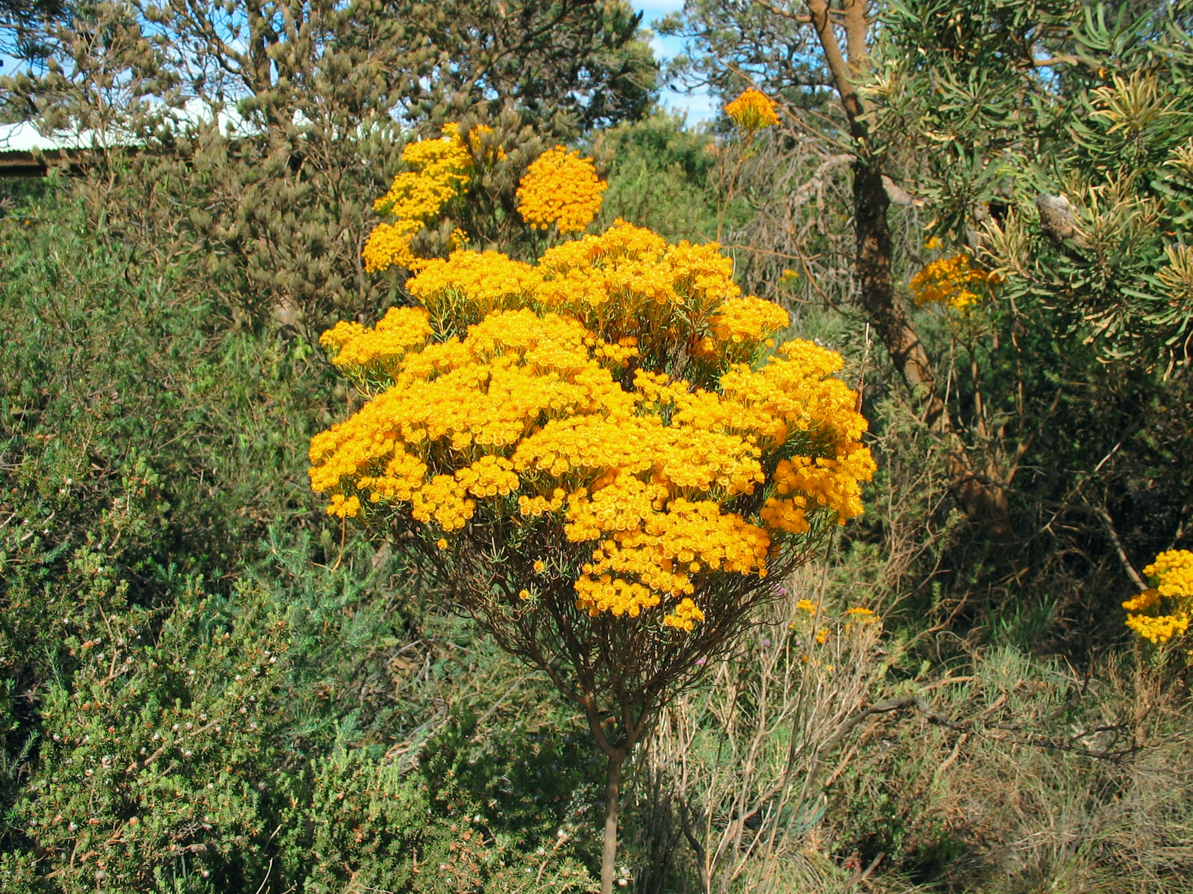 Ein blühender gelber Baum in einer üppig grünen Umgebung